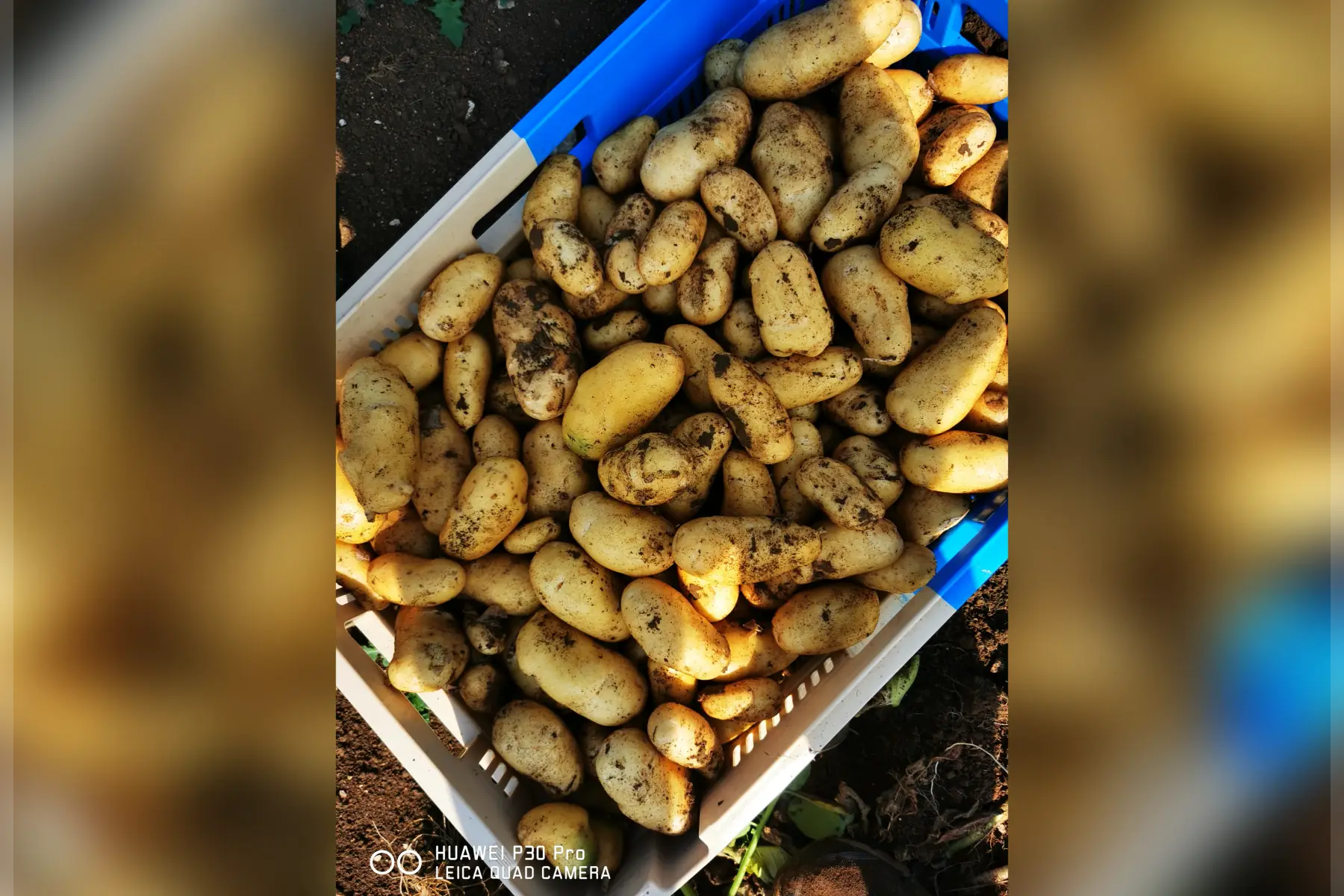 pomme de terre "Charlotte"