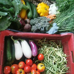 JARDIN BIO'XOIS       Delphine Jeannin