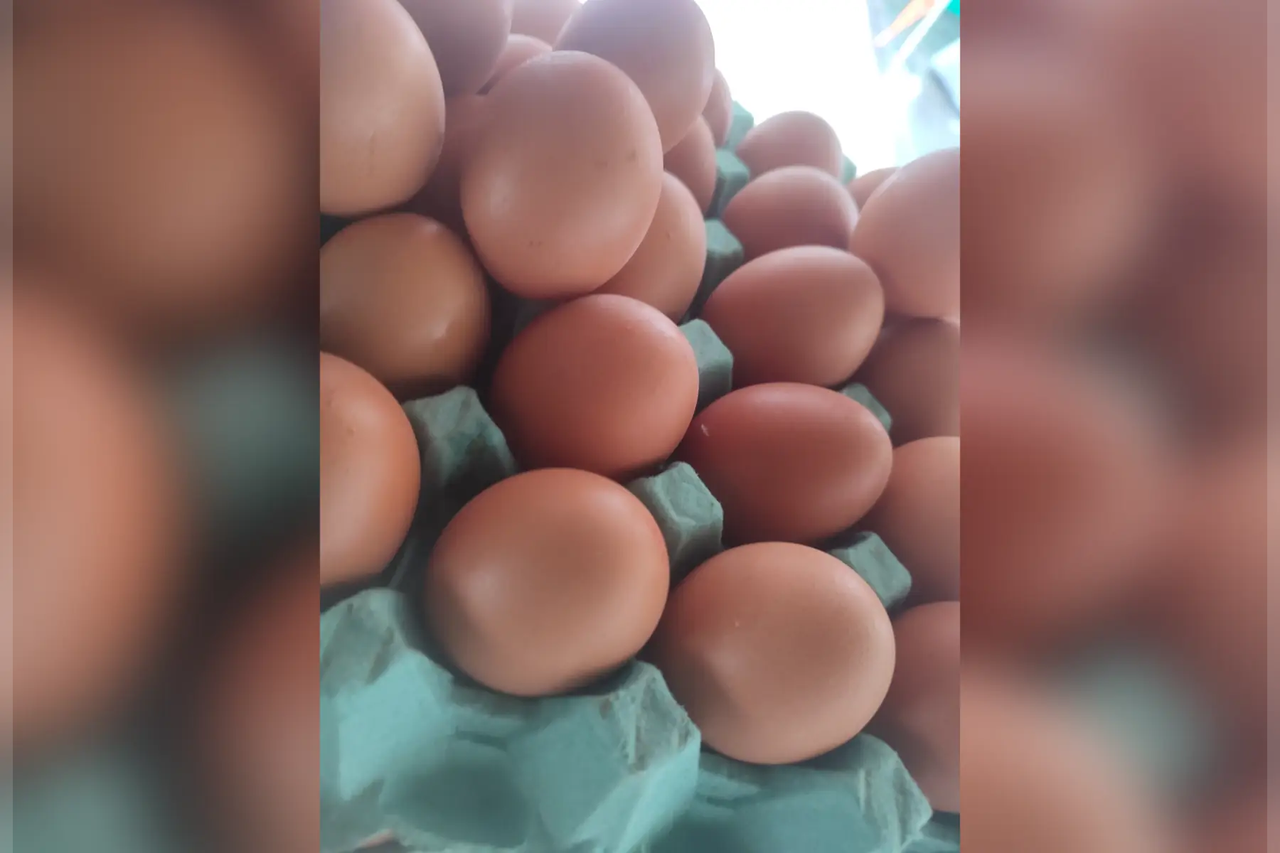 oeuf bio et de plein air