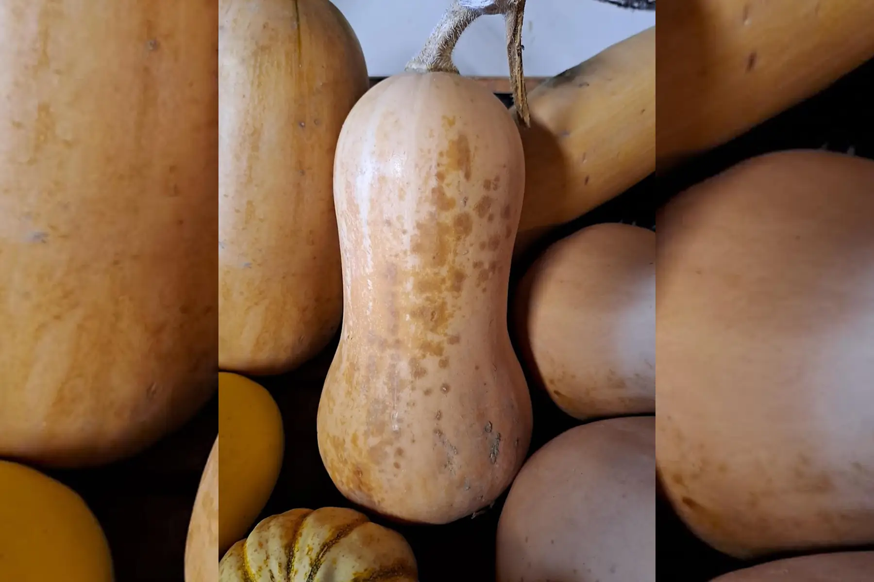 courge butternut declassees