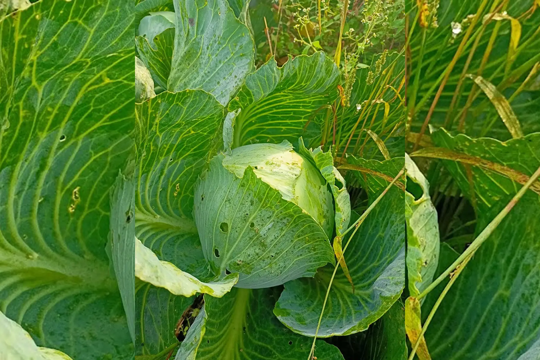 chou cabus declasses