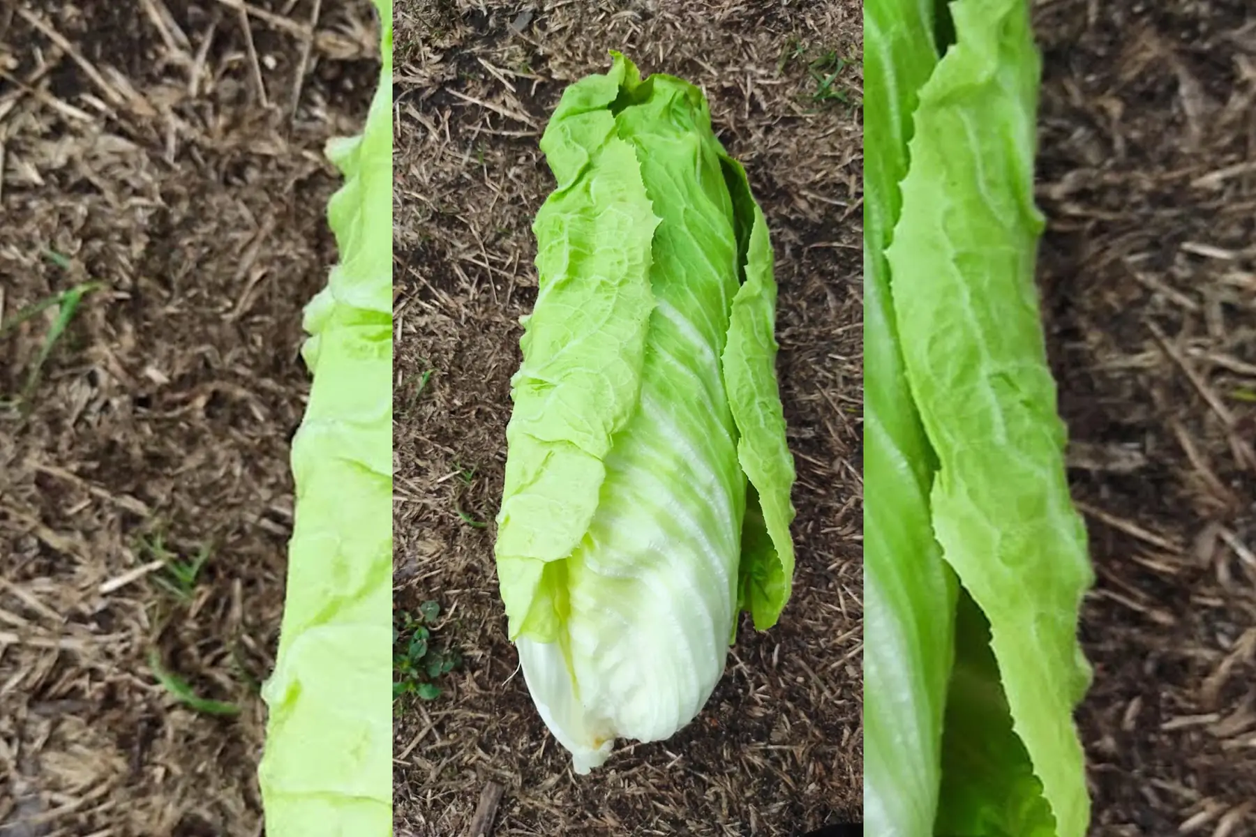 chicorée pain de sucre