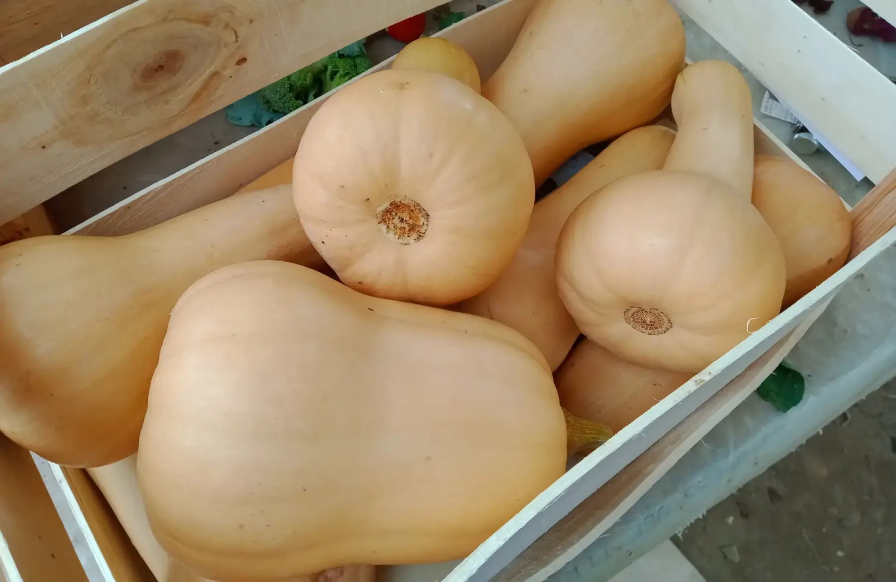 butternut