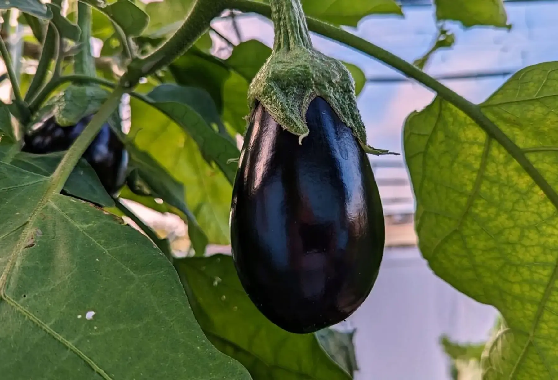 aubergine