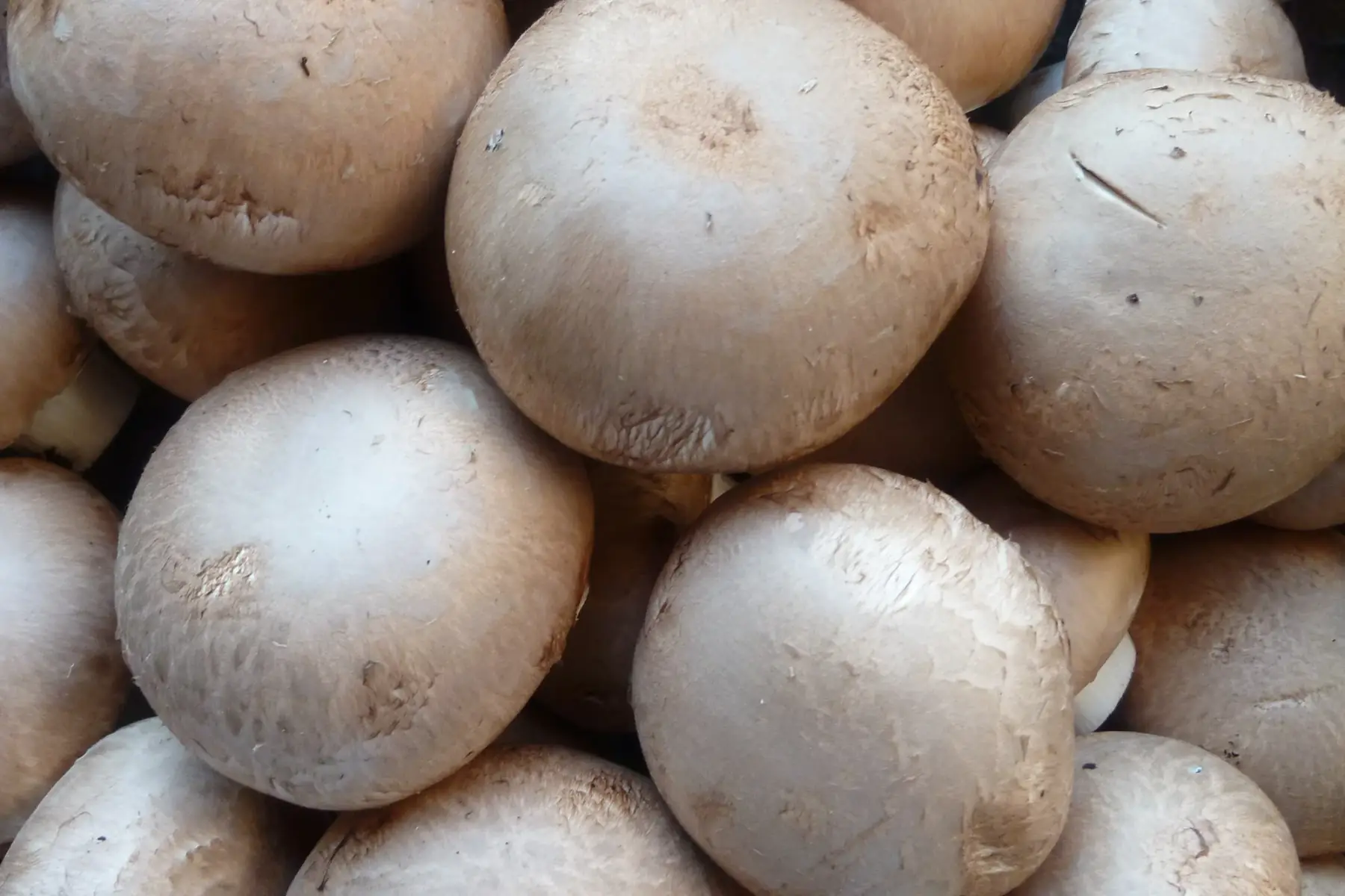 champignon de paris crème (allemagne)