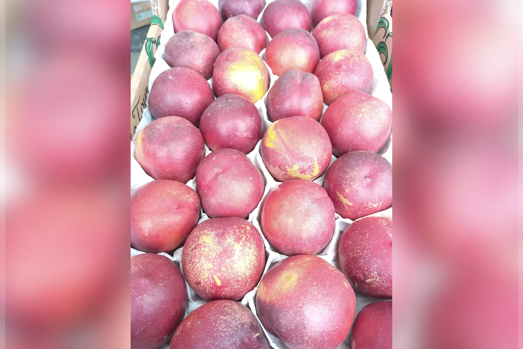 épicerie - nectarine jaune