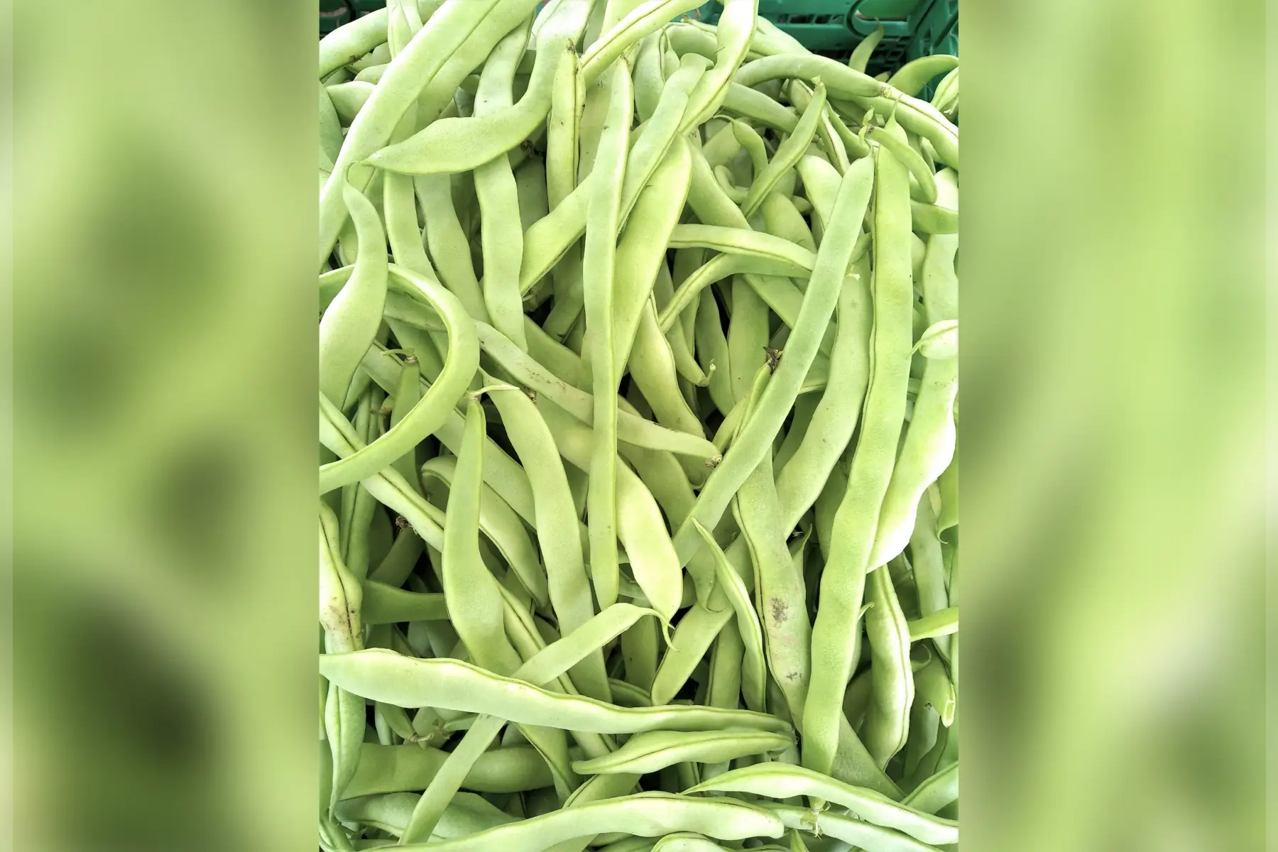 magasin - haricot rame