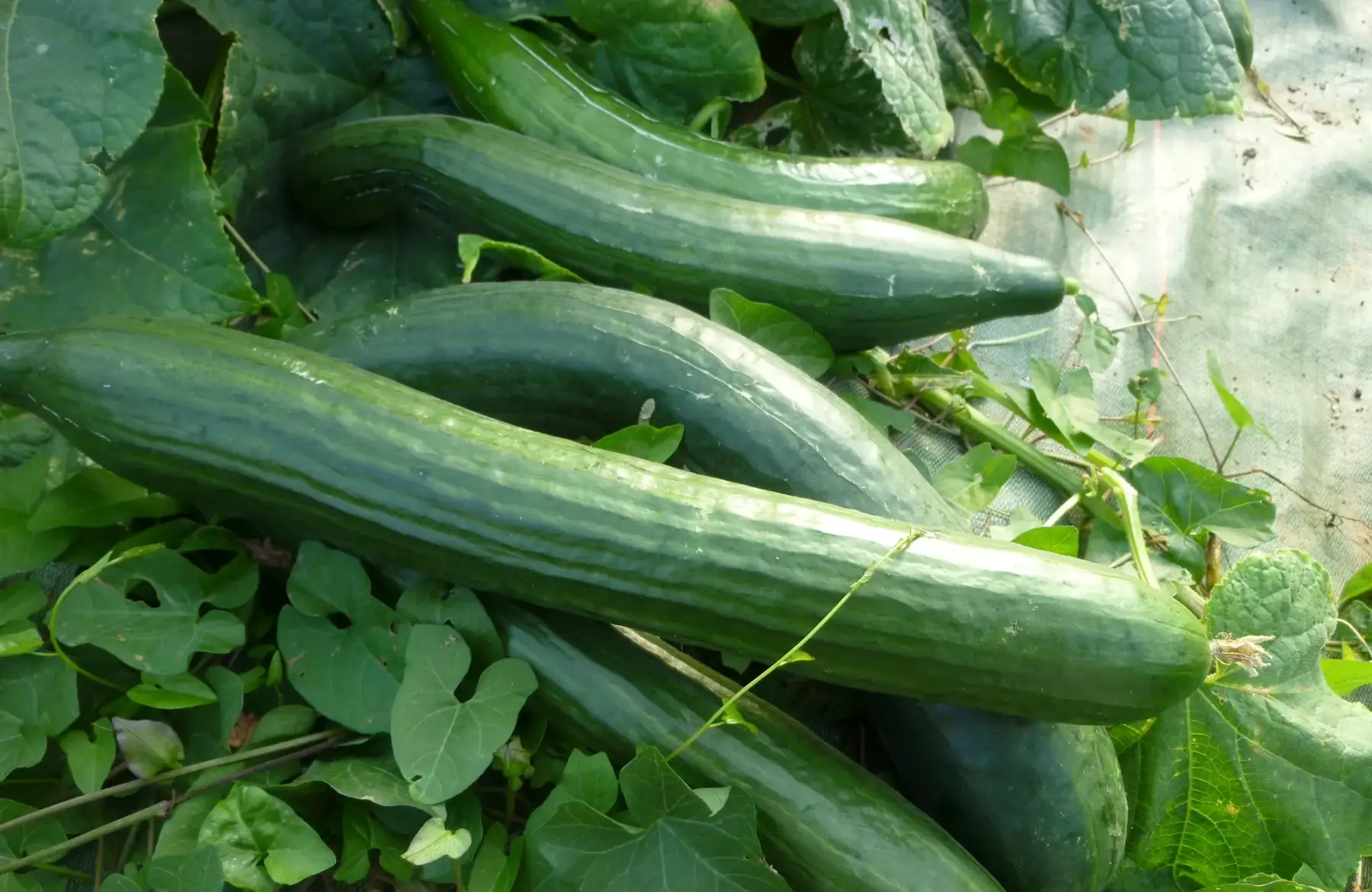 magasin - concombre long