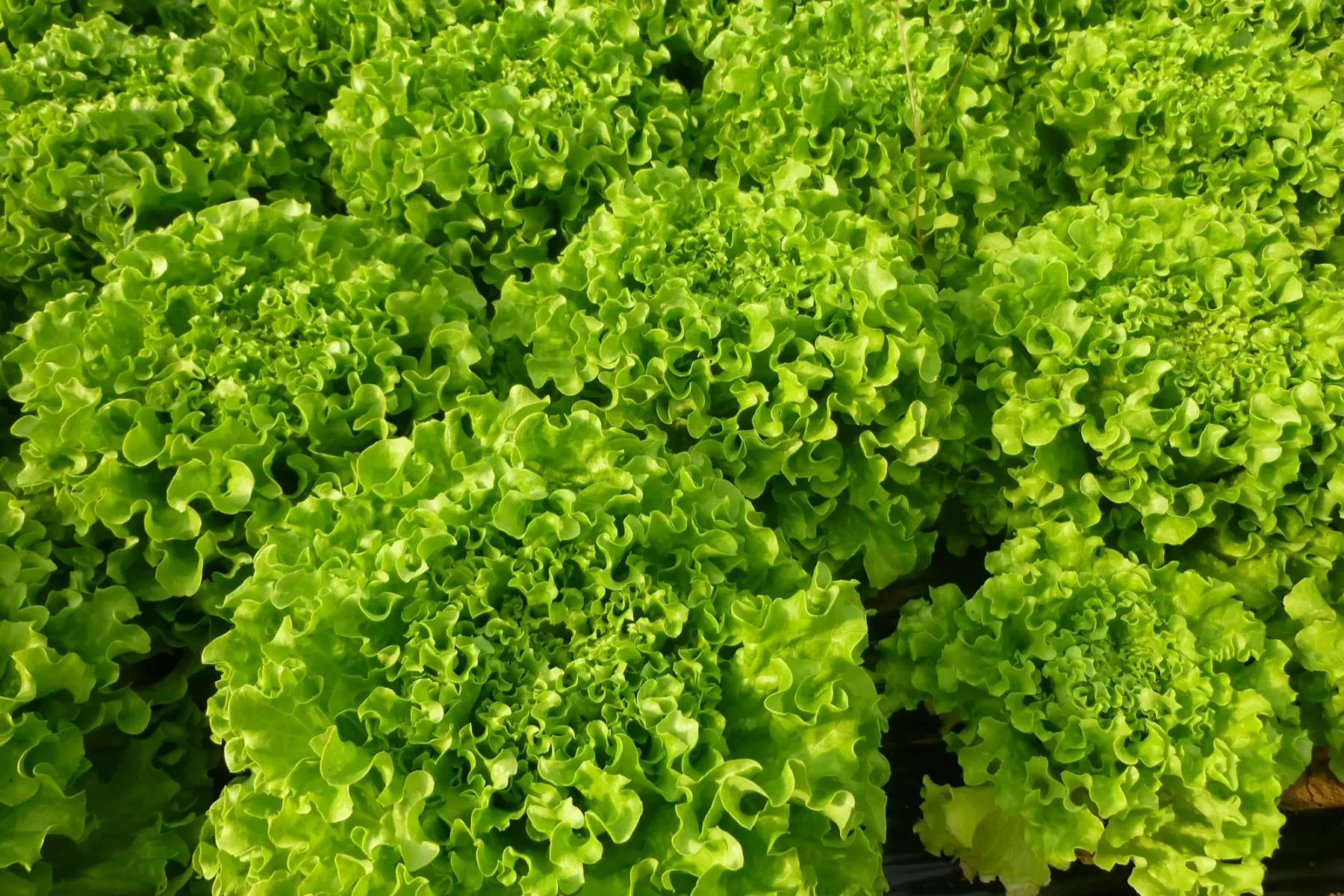 magasin - salade batavia verte