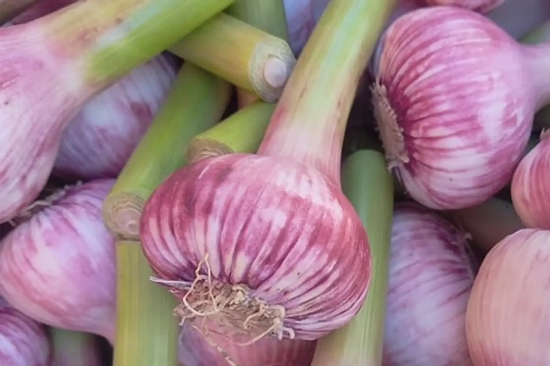 ail frais nouveau (france)