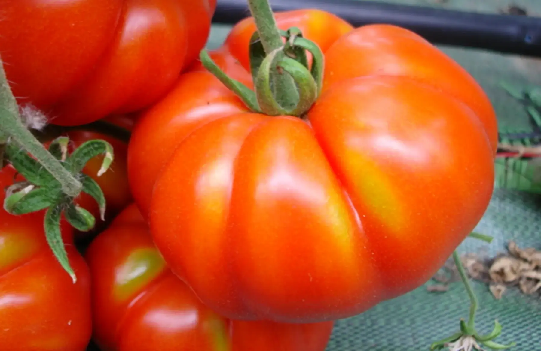 magasin - tomate marmande