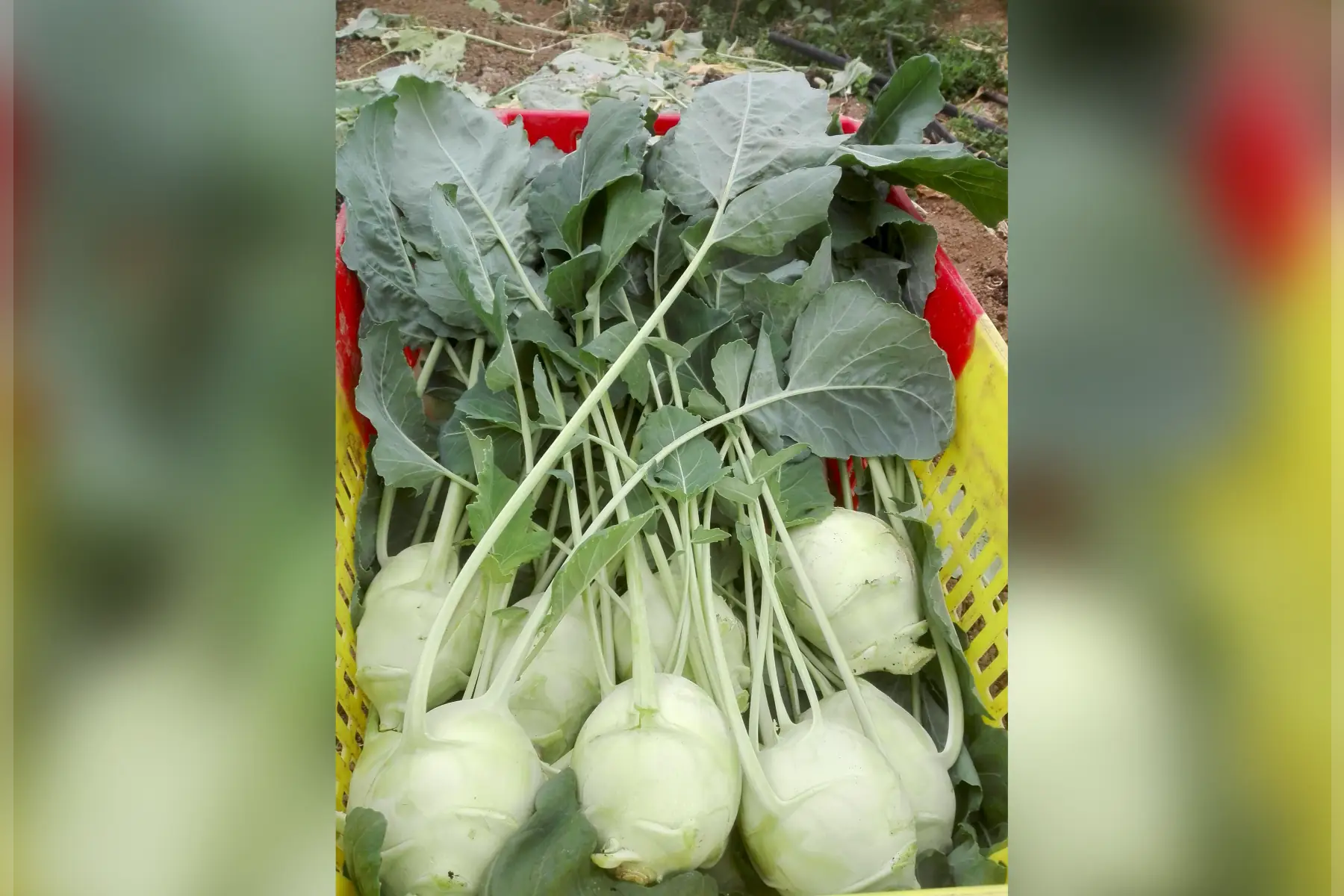 magasin - chou-rave vert