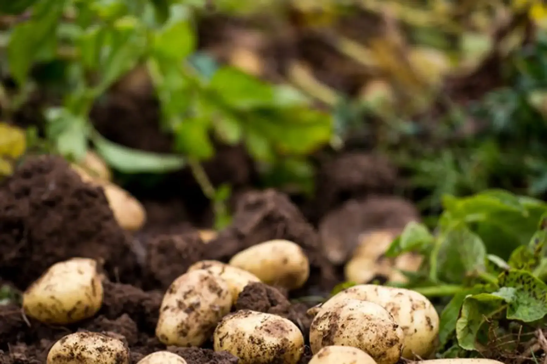 pomme de terre nouvelle