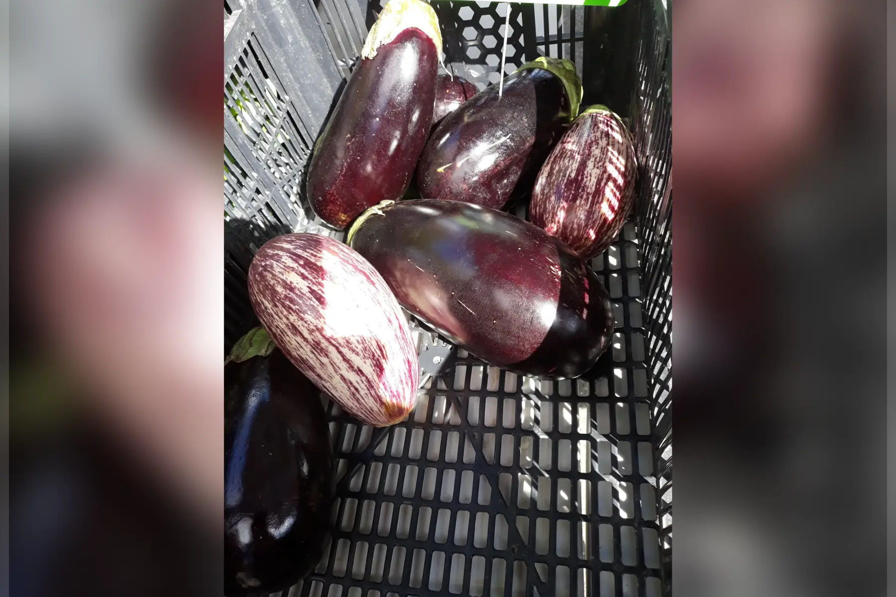 aubergine