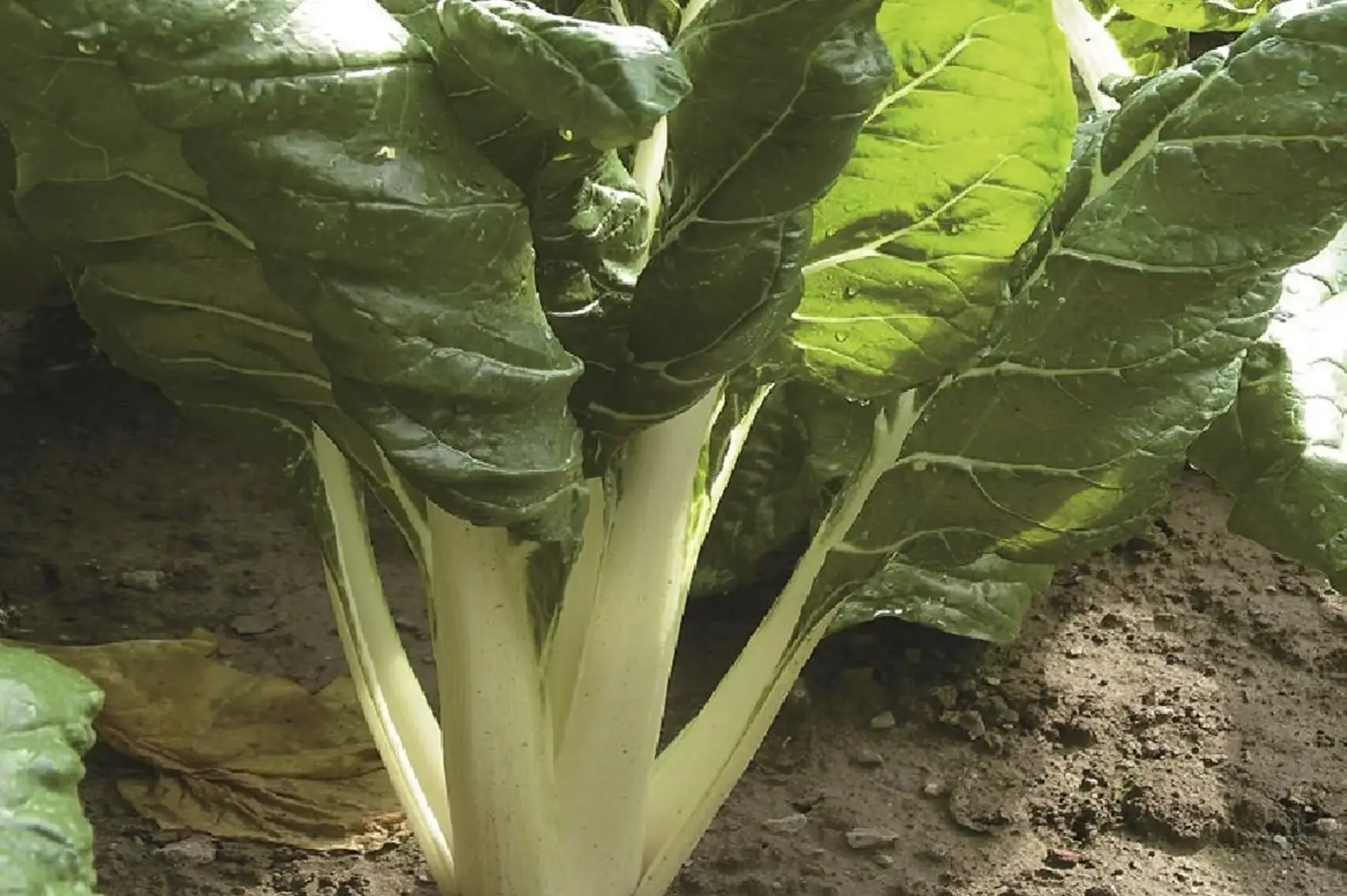 poirée - blette à cardes blanche