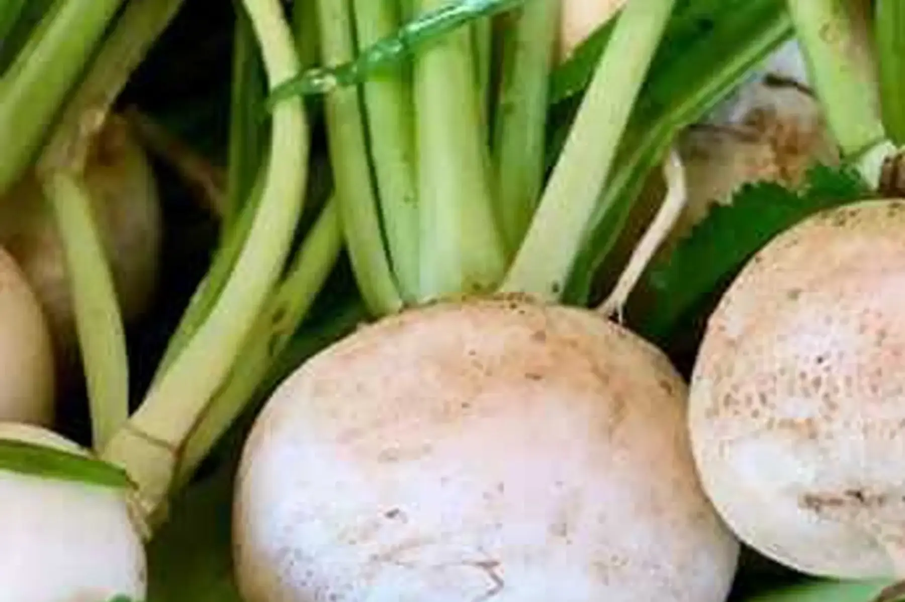 navet boule de neige