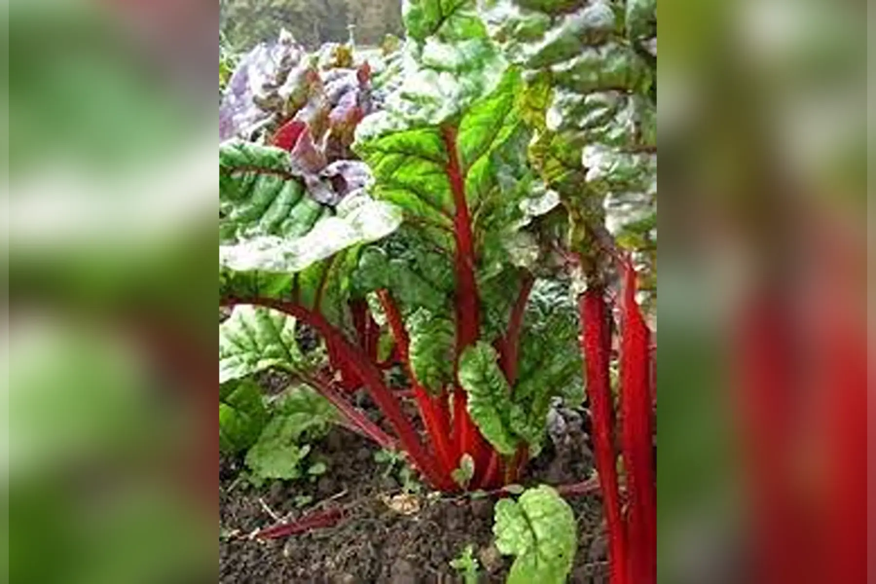 poirée - blette charlotte