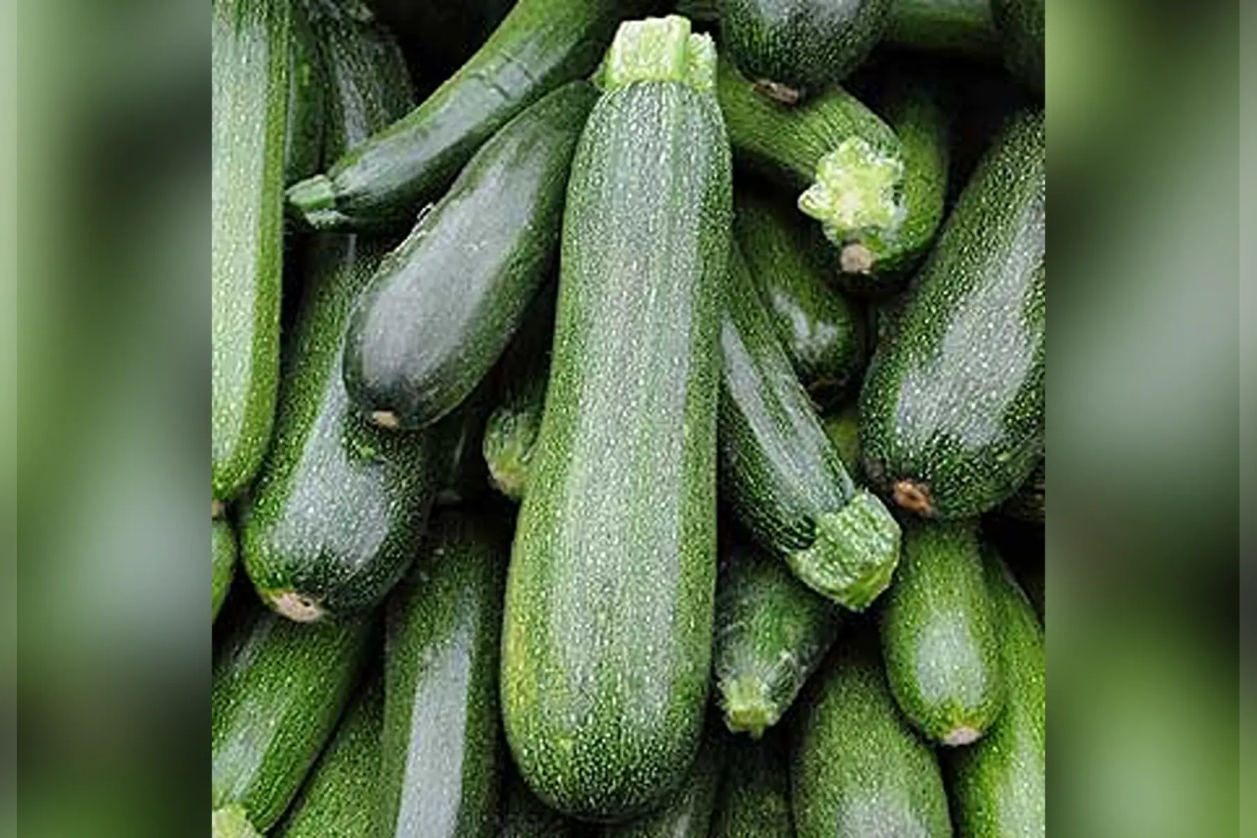 courgette