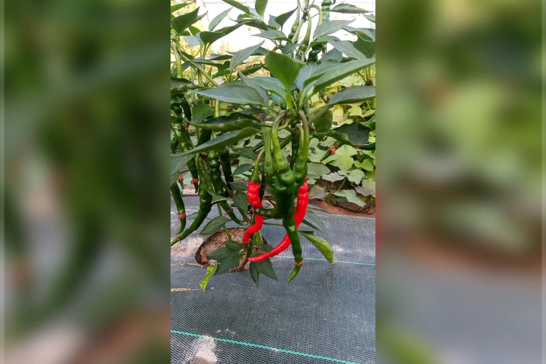 piment de cayenne