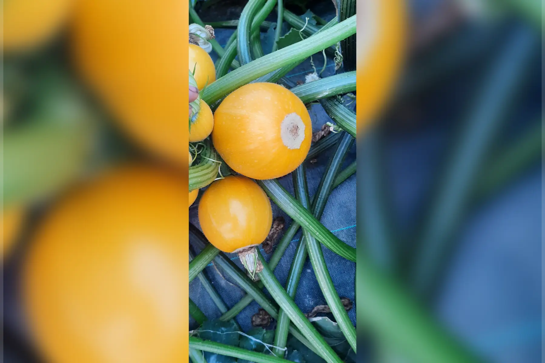 courgettes rondes jaunes