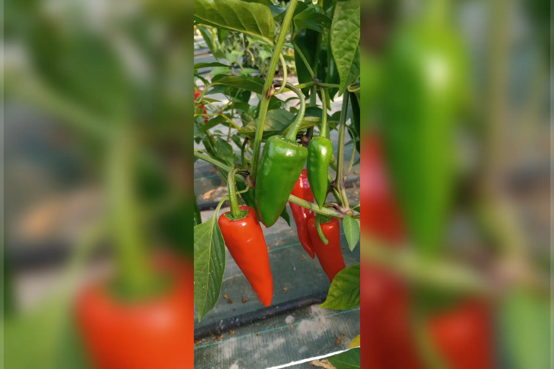 piment d'espelette