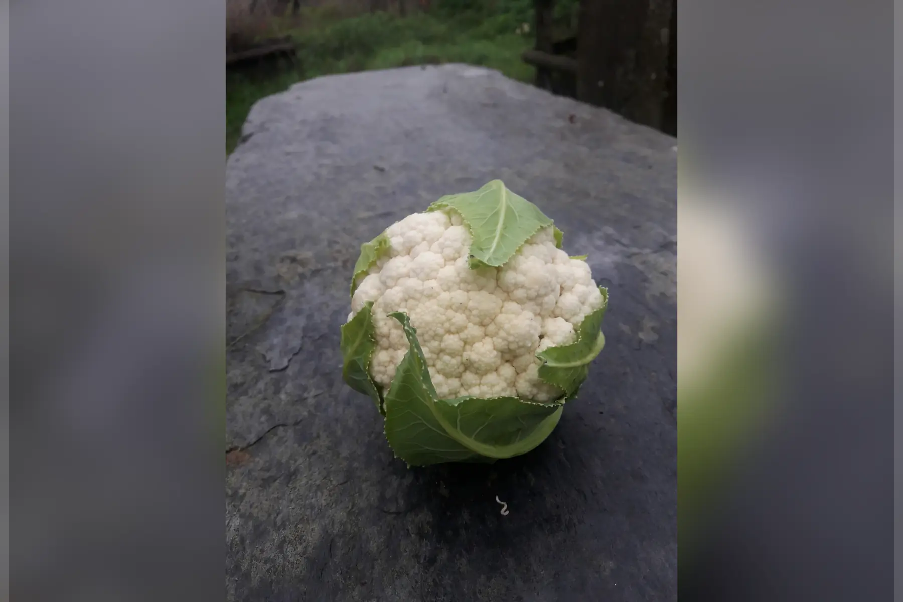 Chou-fleur prix dégressif