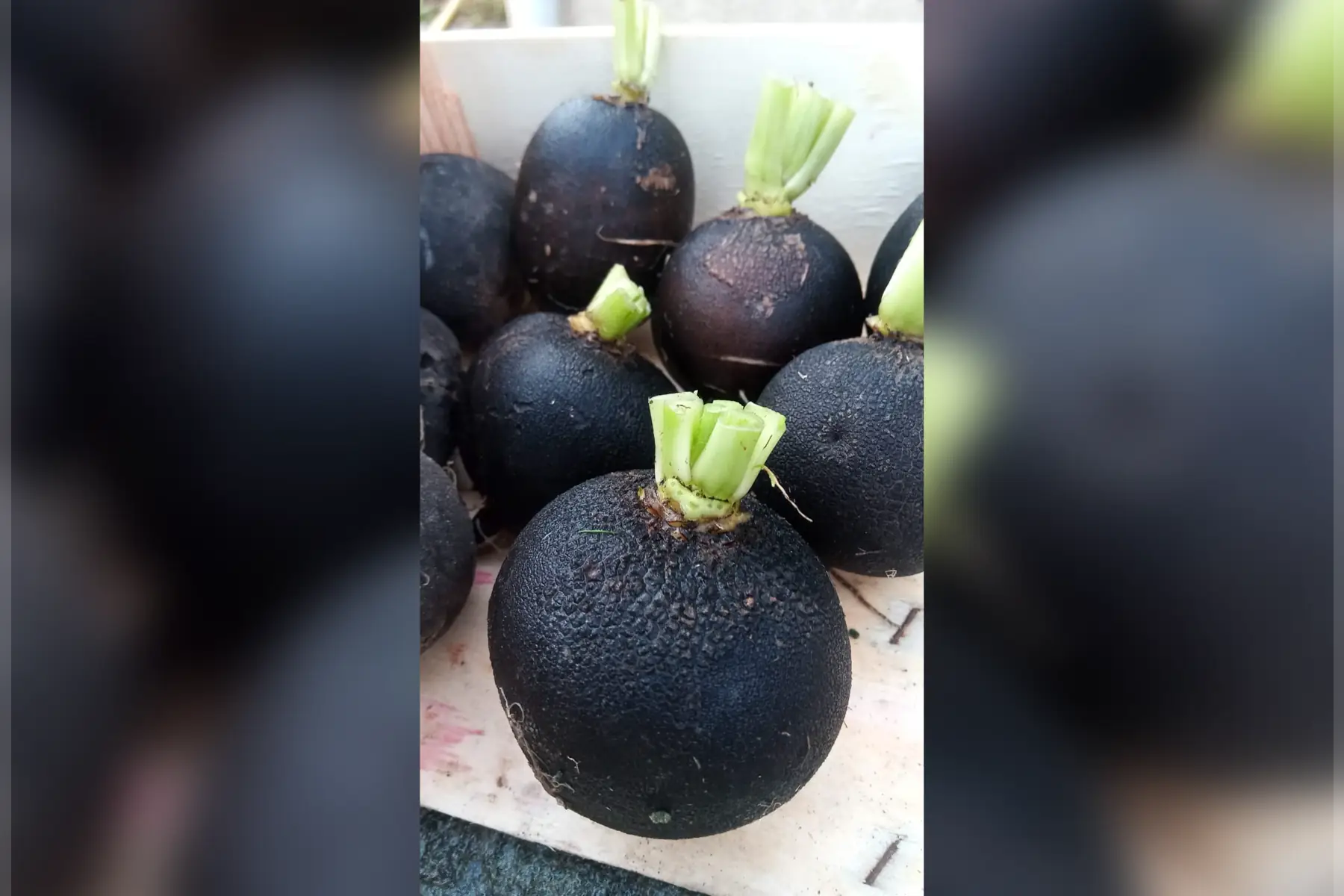 radis noirs
