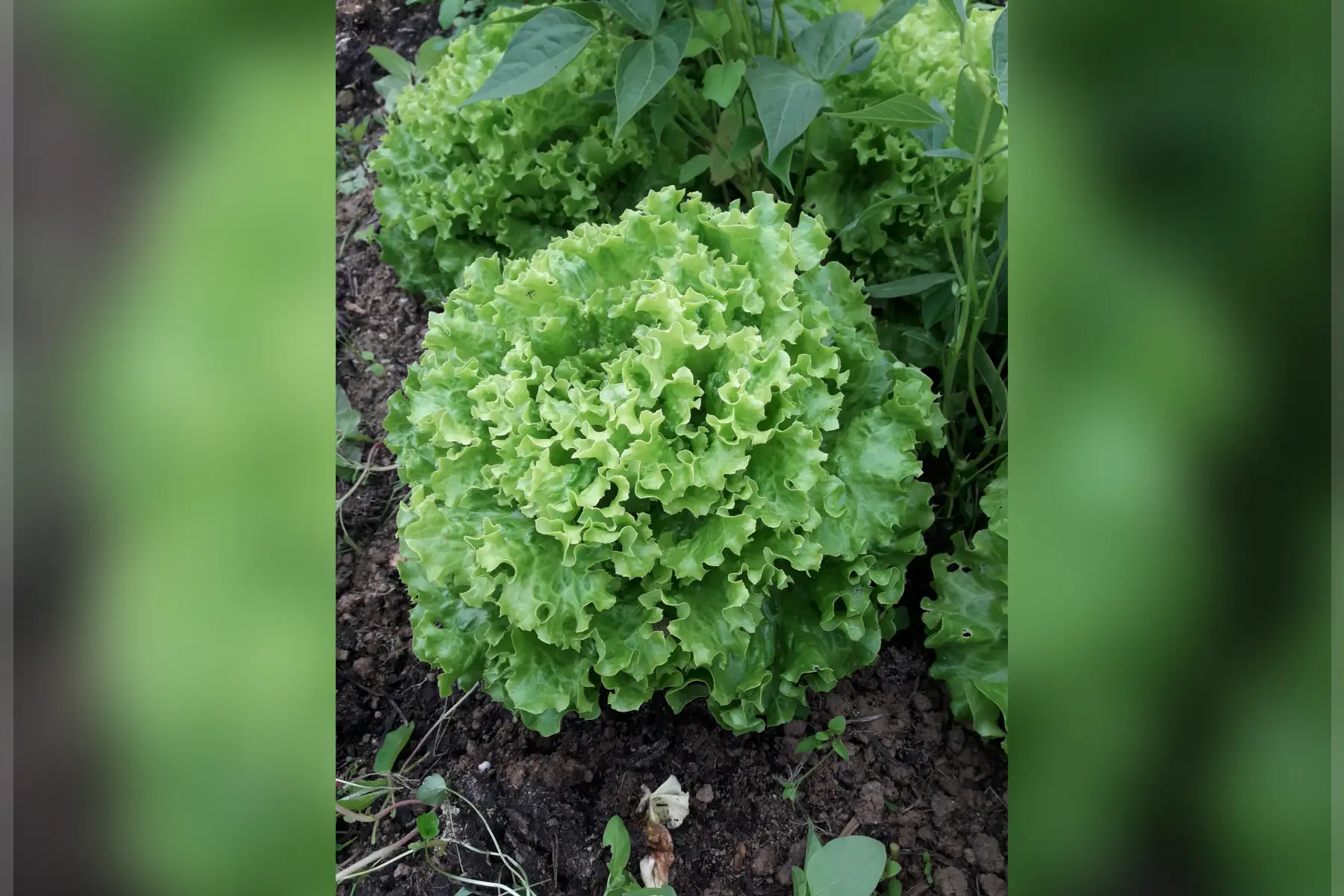 salade - batavia verte