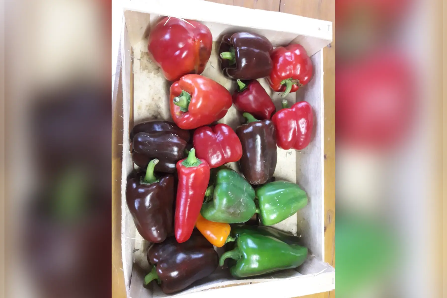 poivrons colorés