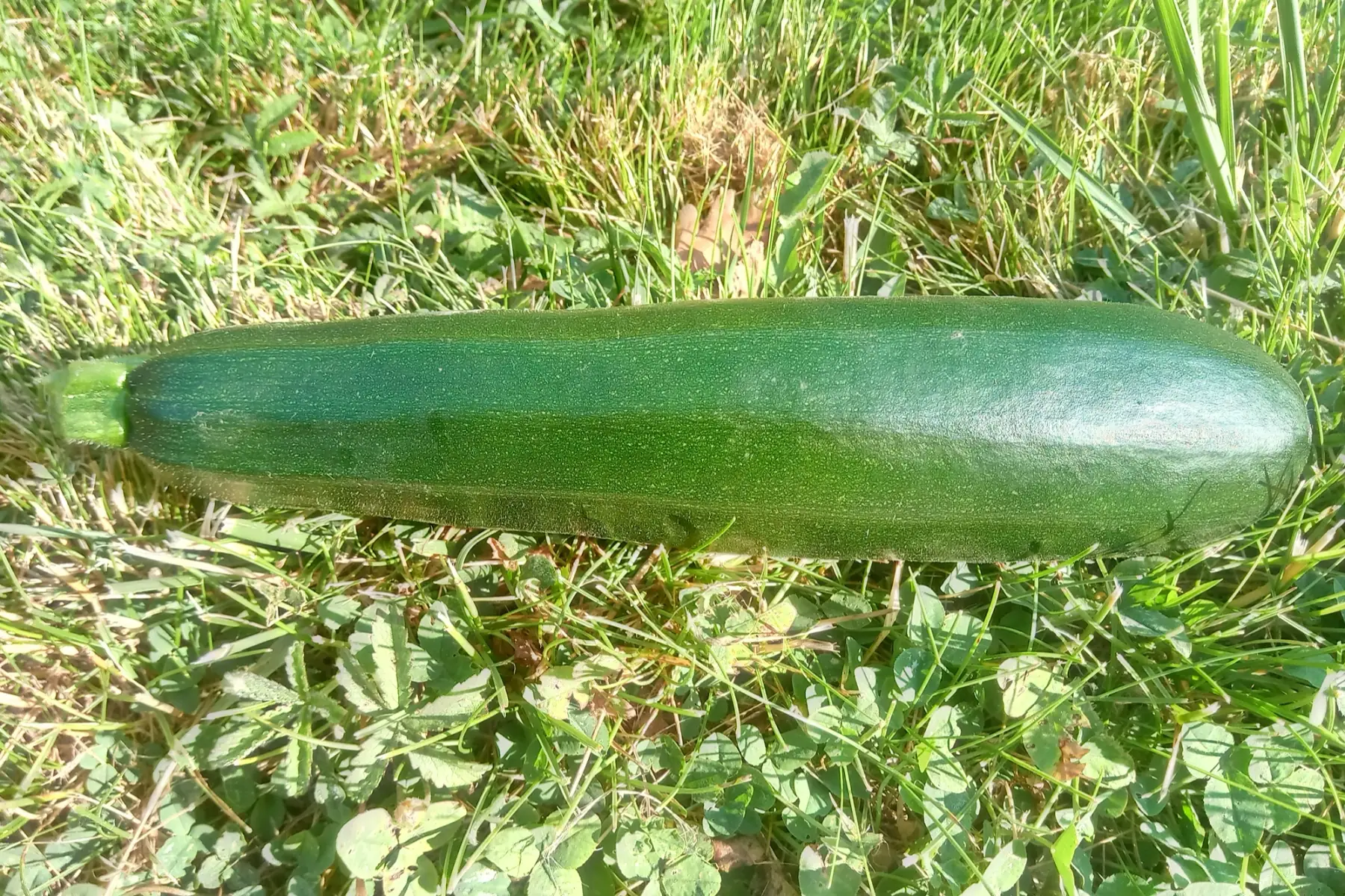 courgette