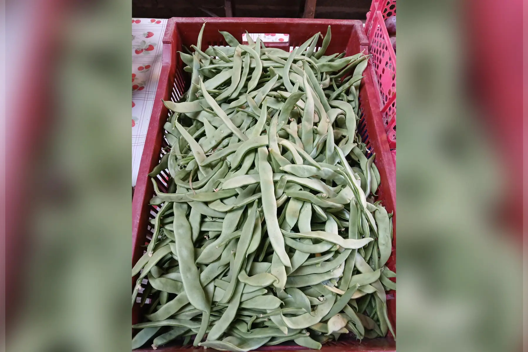 Haricot vert plat