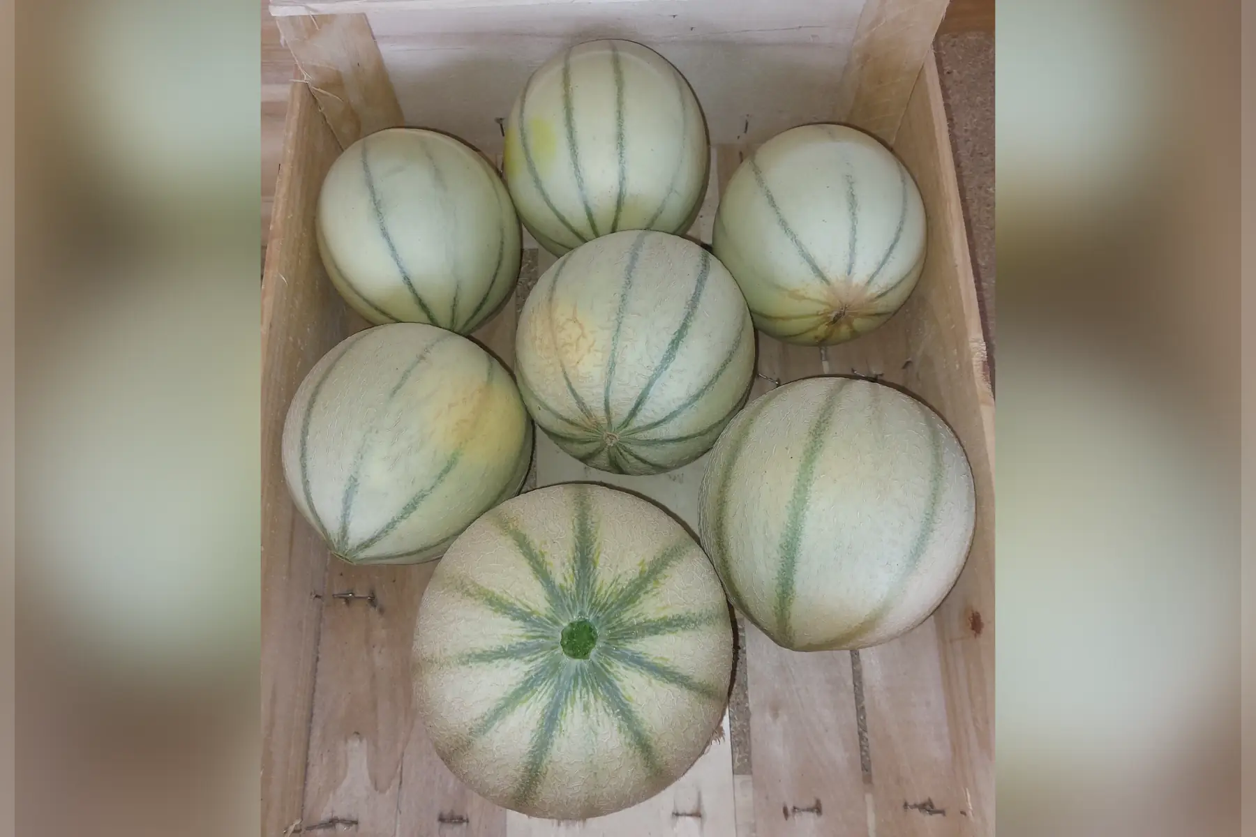 melon