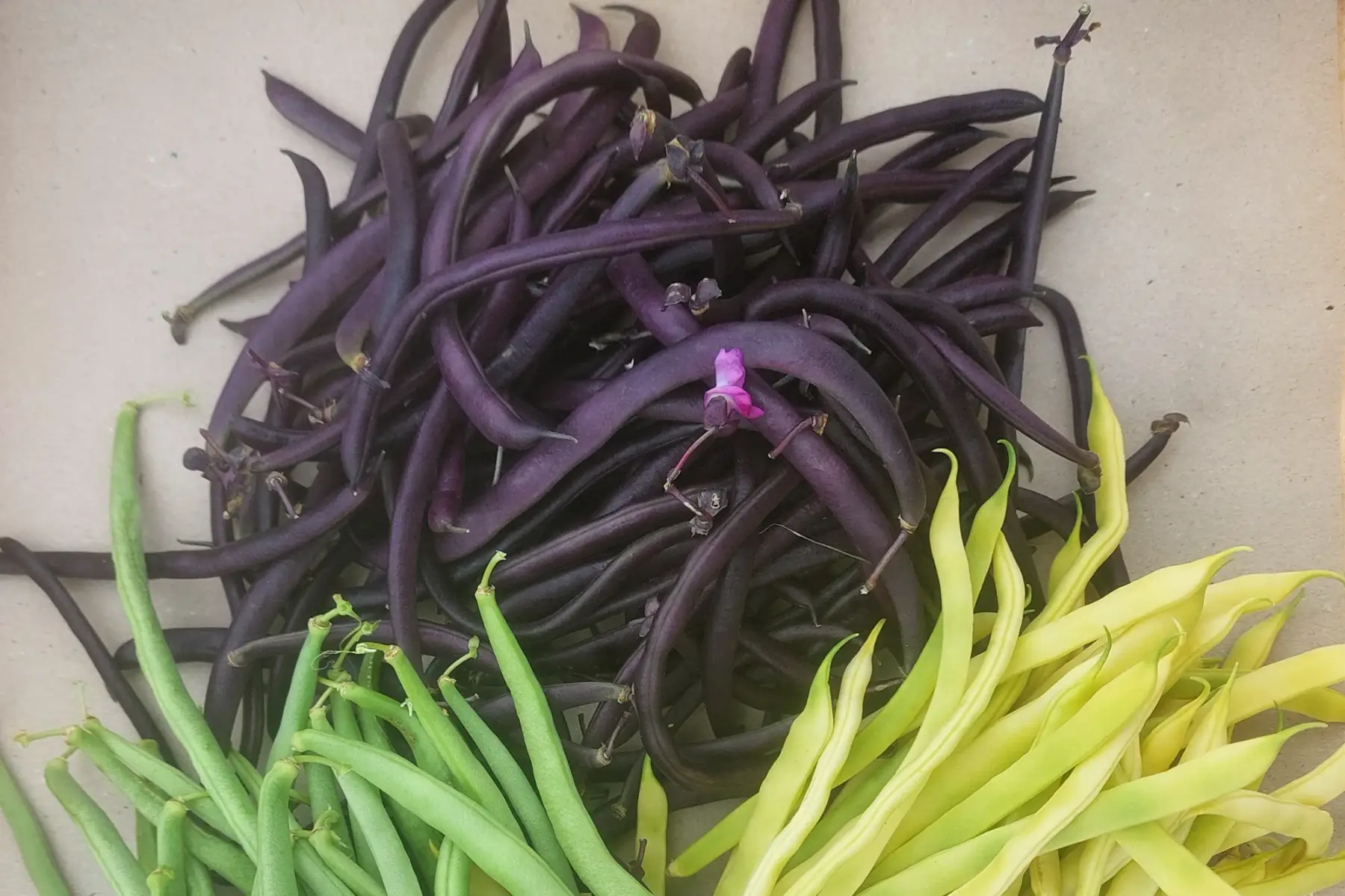 haricots violets