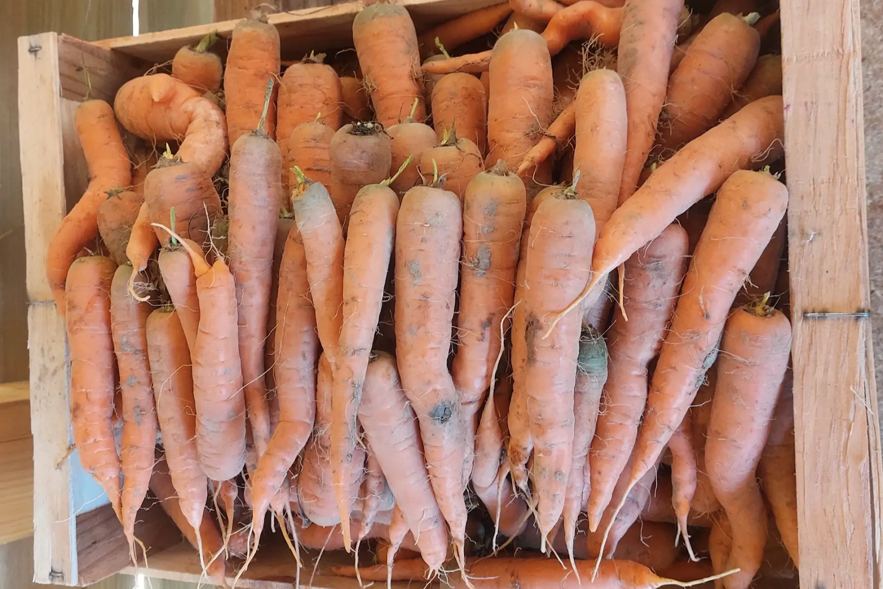 carottes vrac