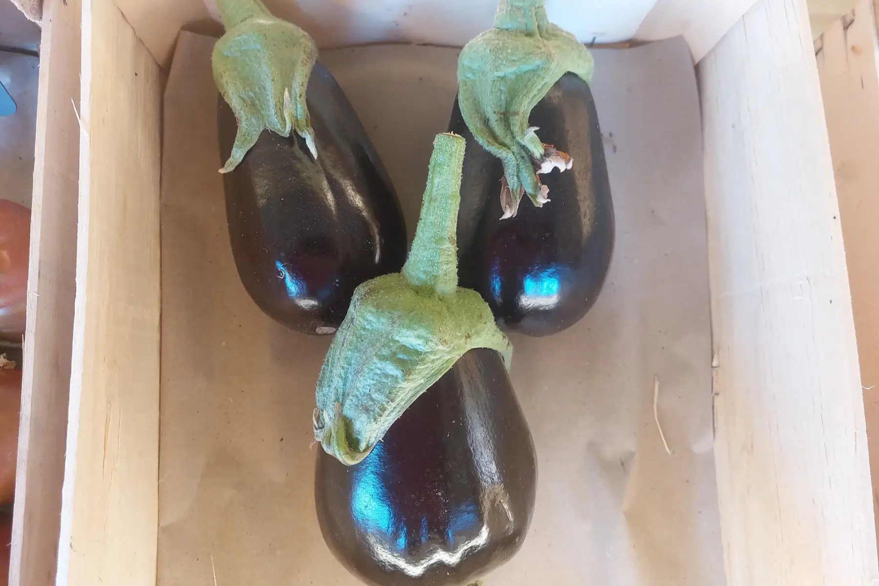 aubergine
