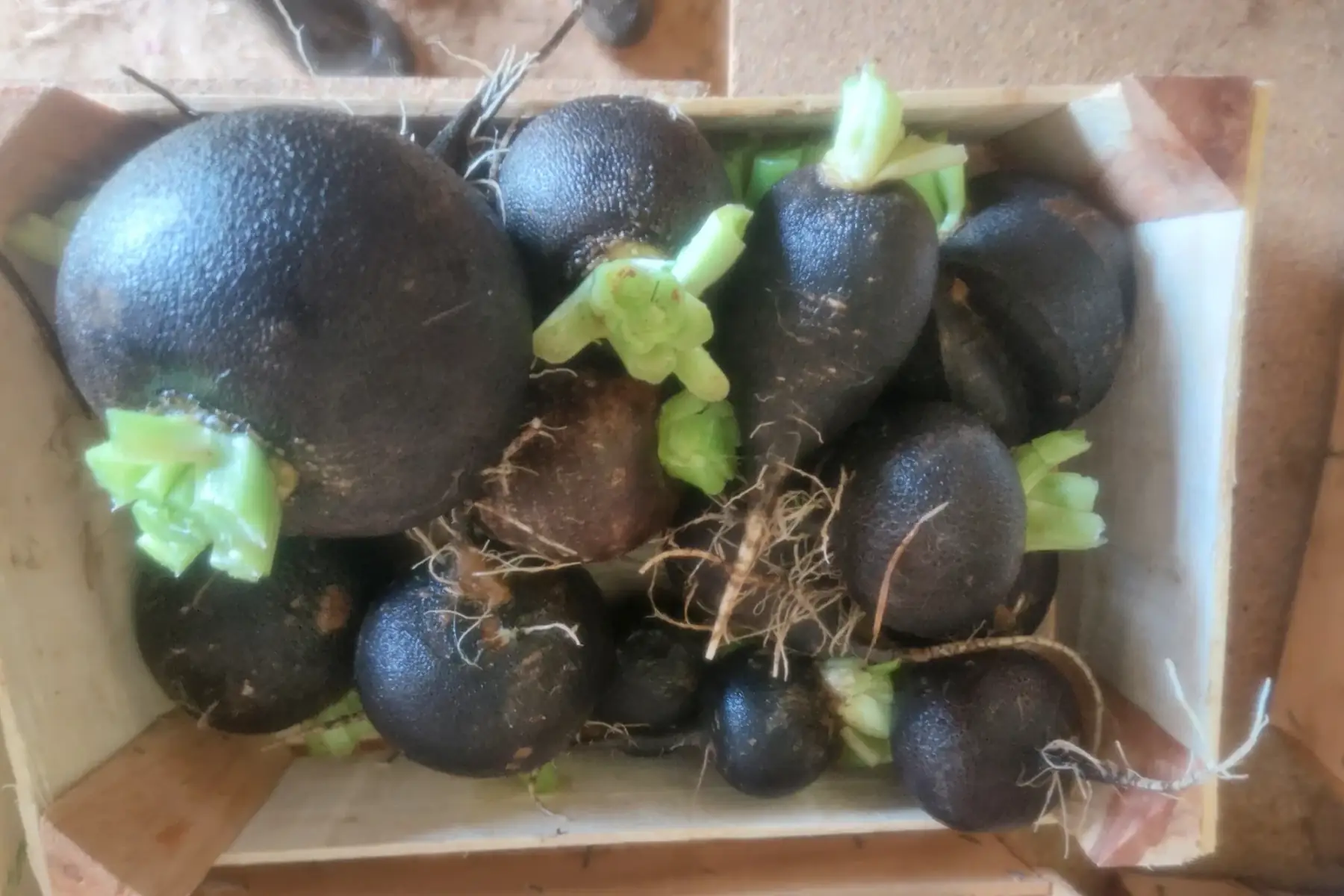 radis noir