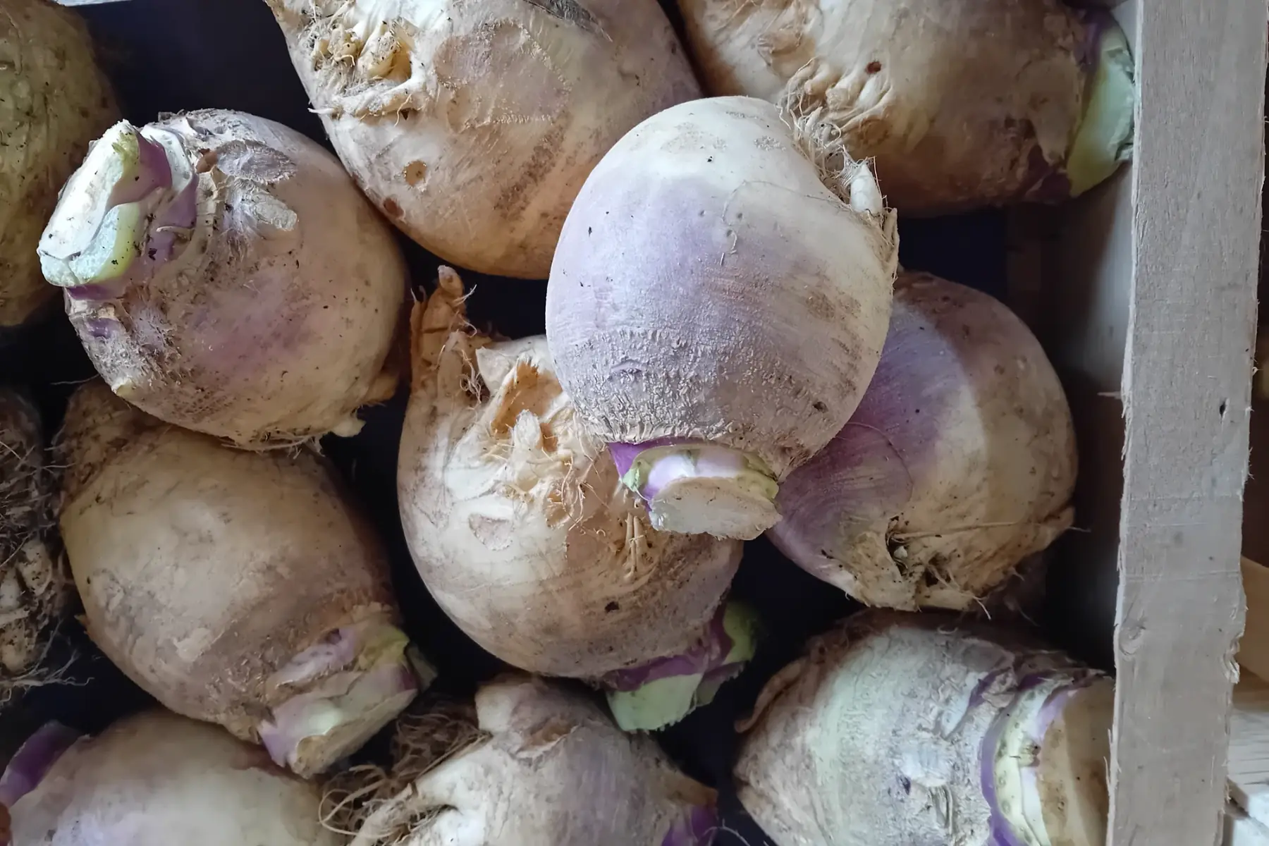 rutabaga