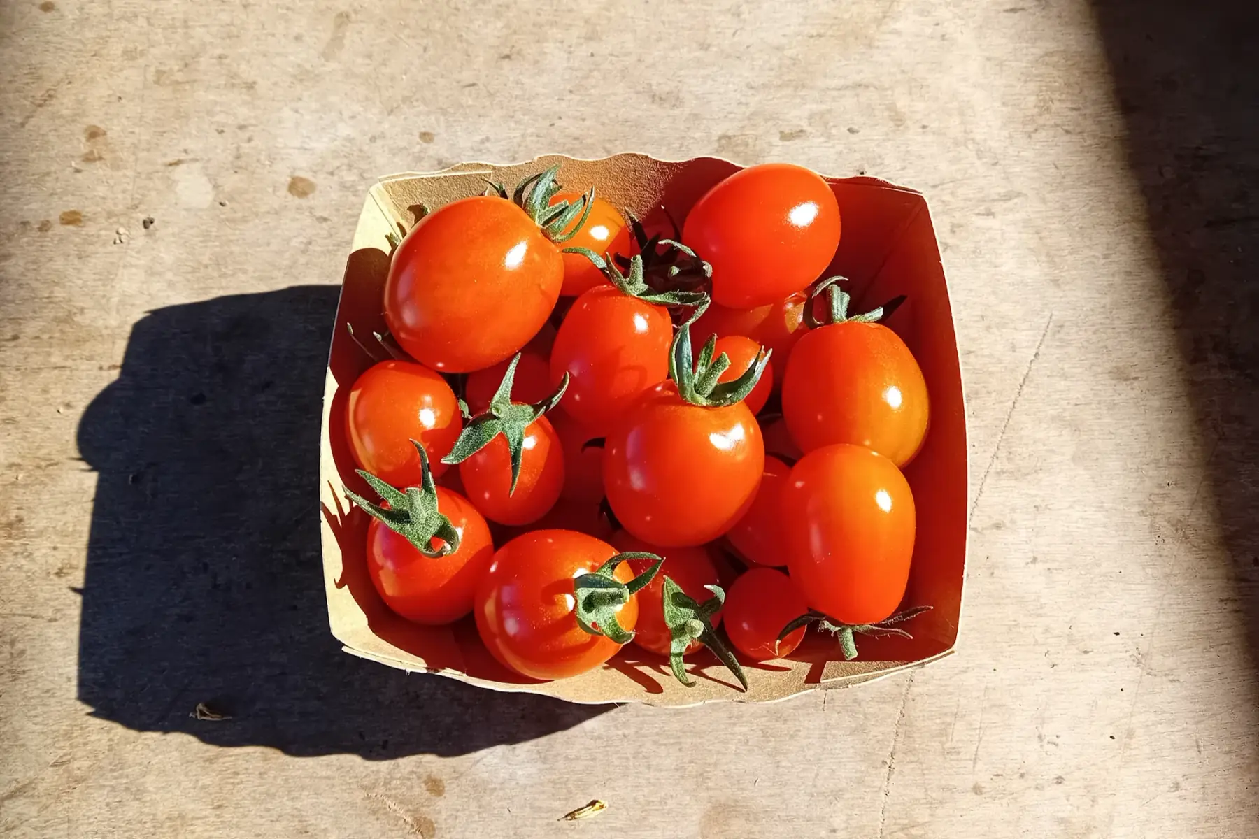 tomates cerises