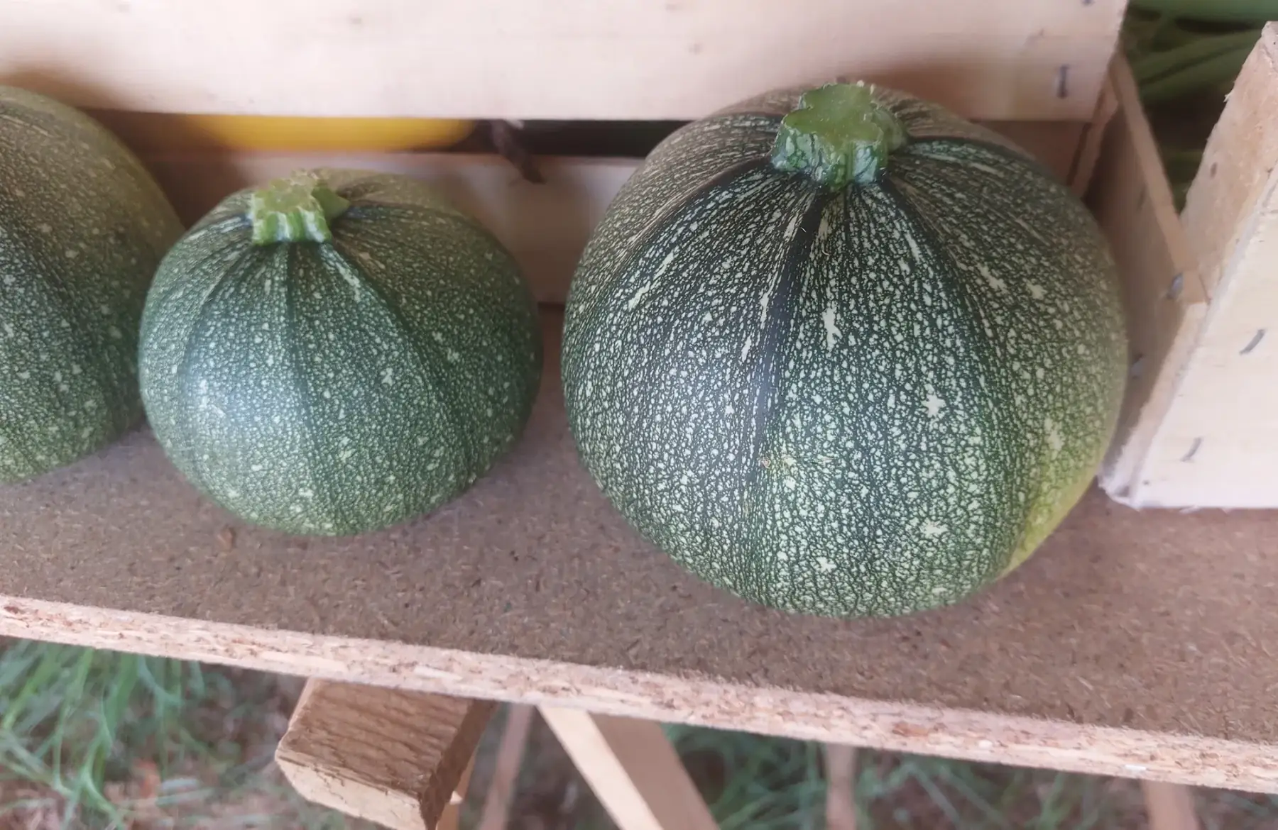 courgette ronde