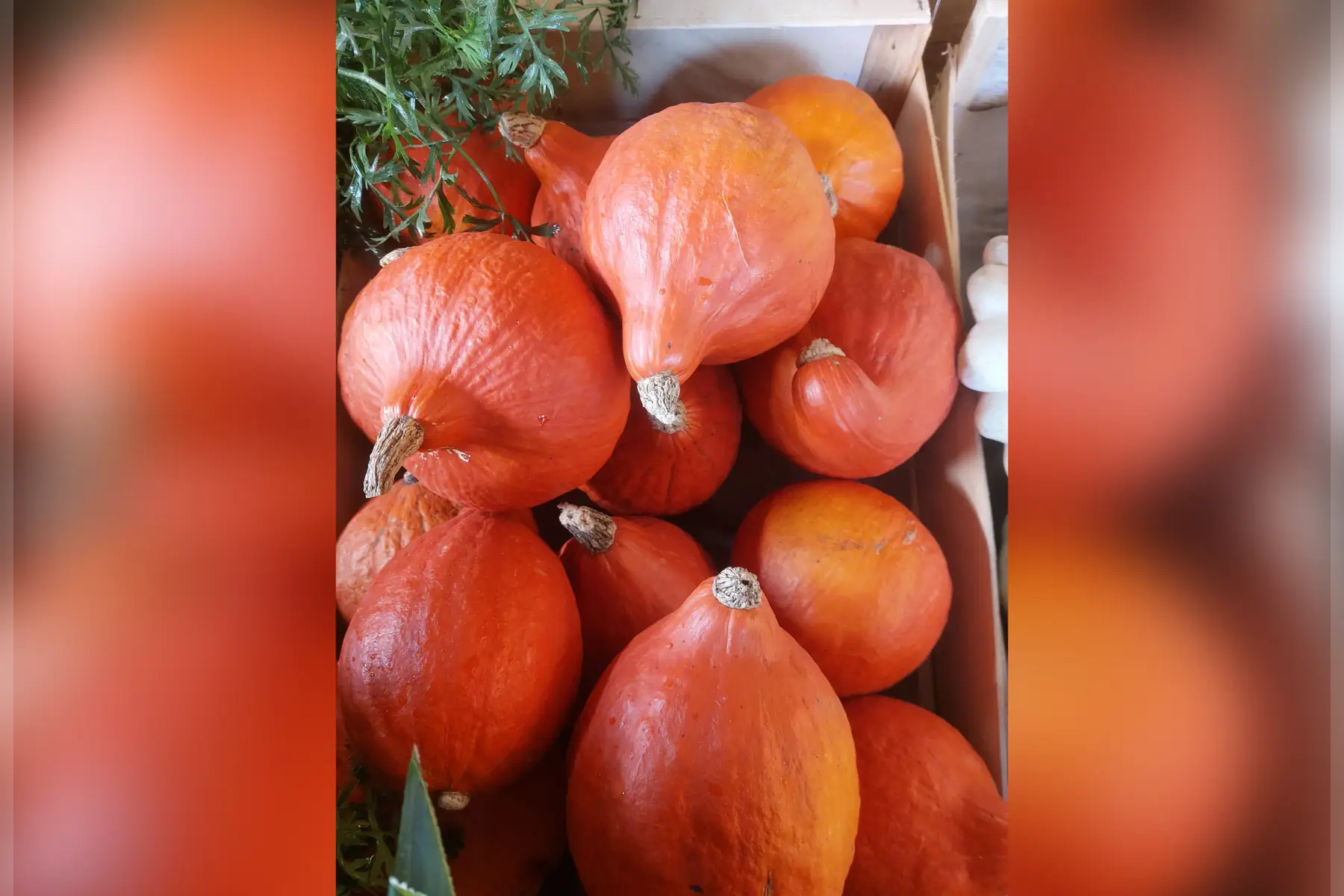 potimarron