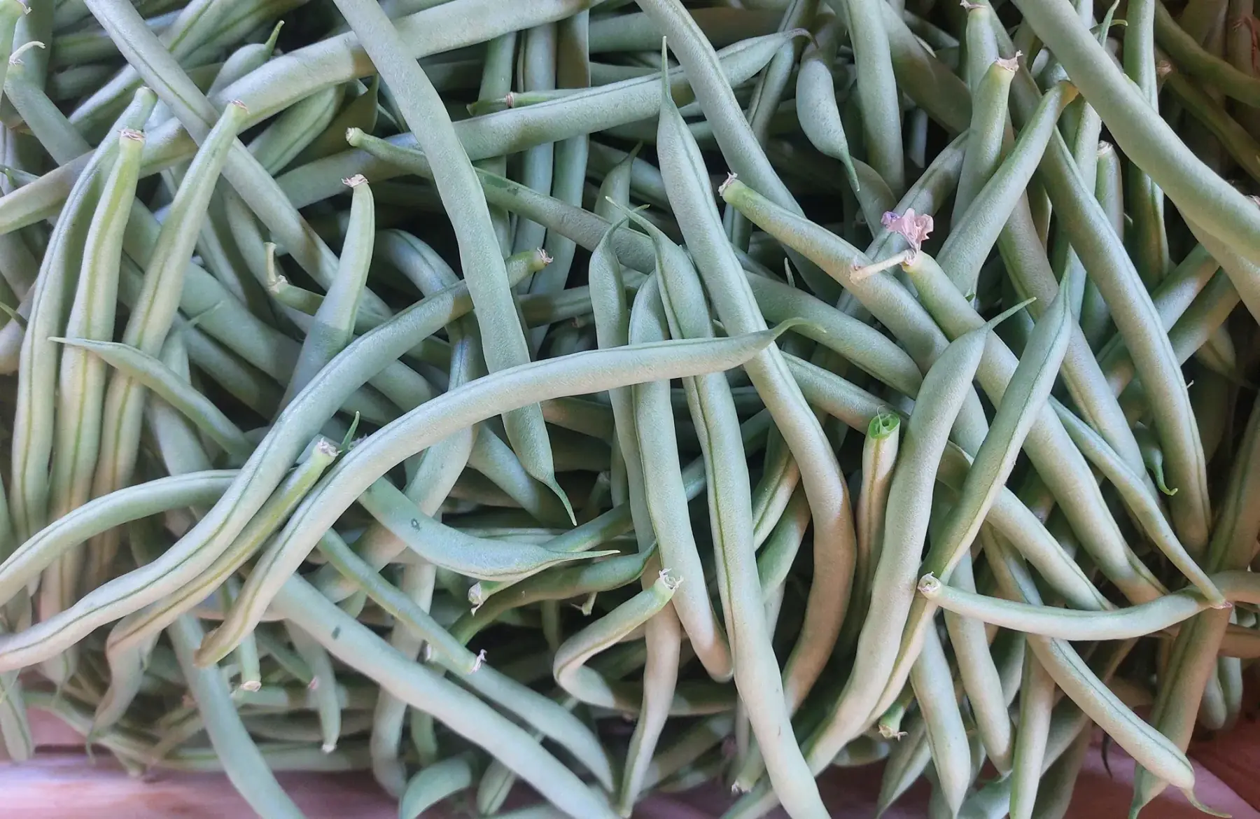 haricots verts