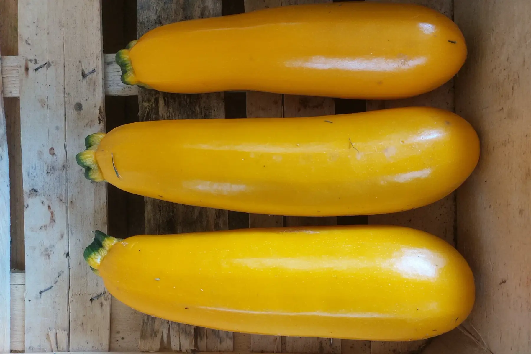 courgettes jaunes