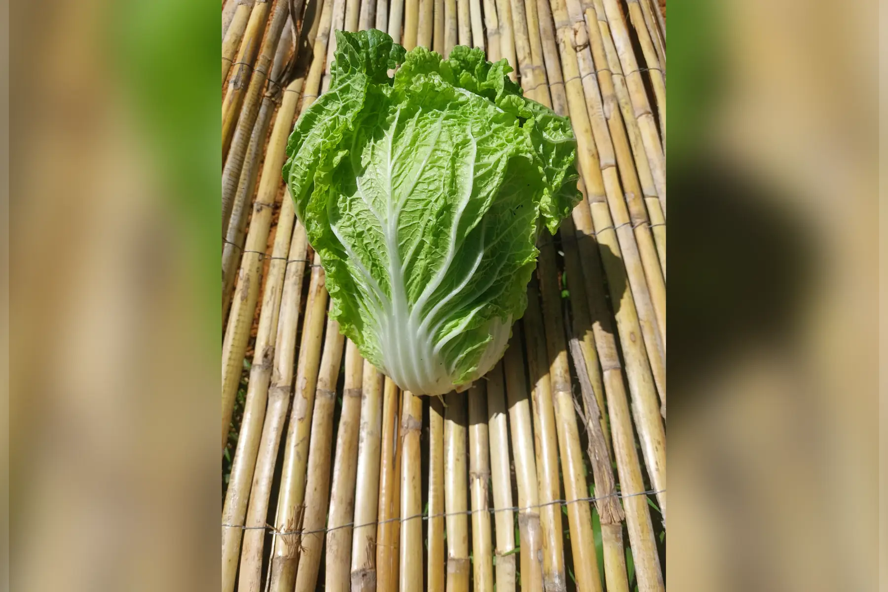 chou chinois pé-tsaï