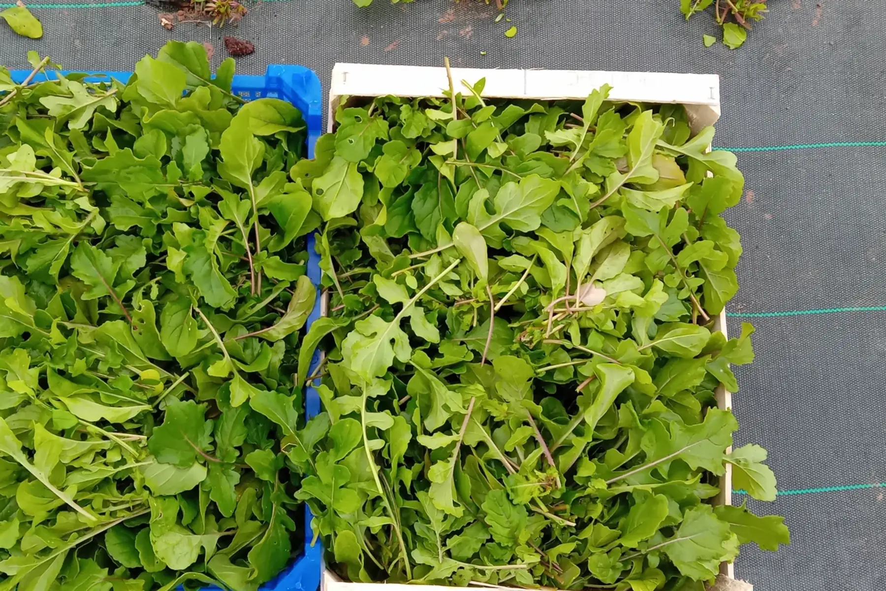 roquette