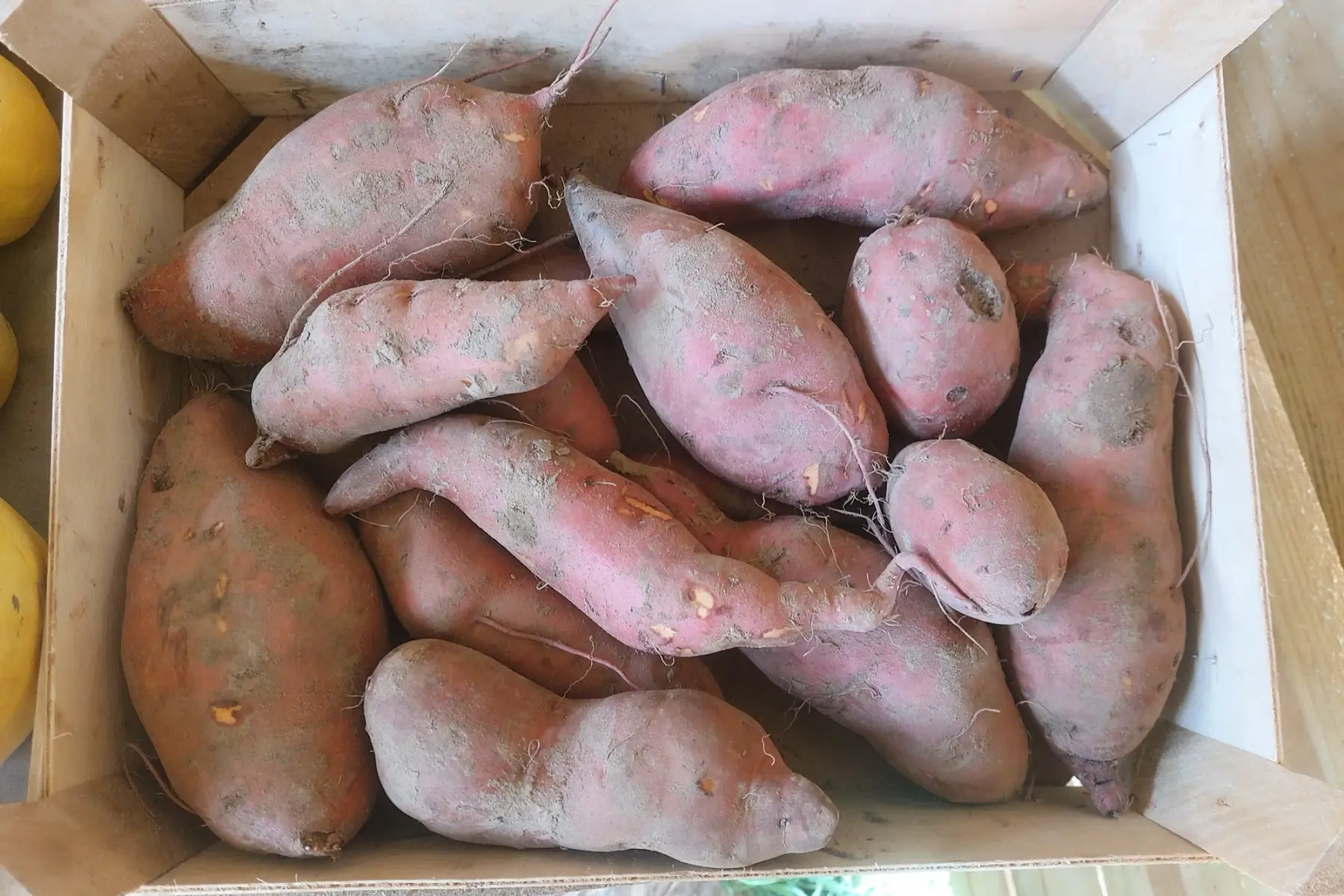 patate douce