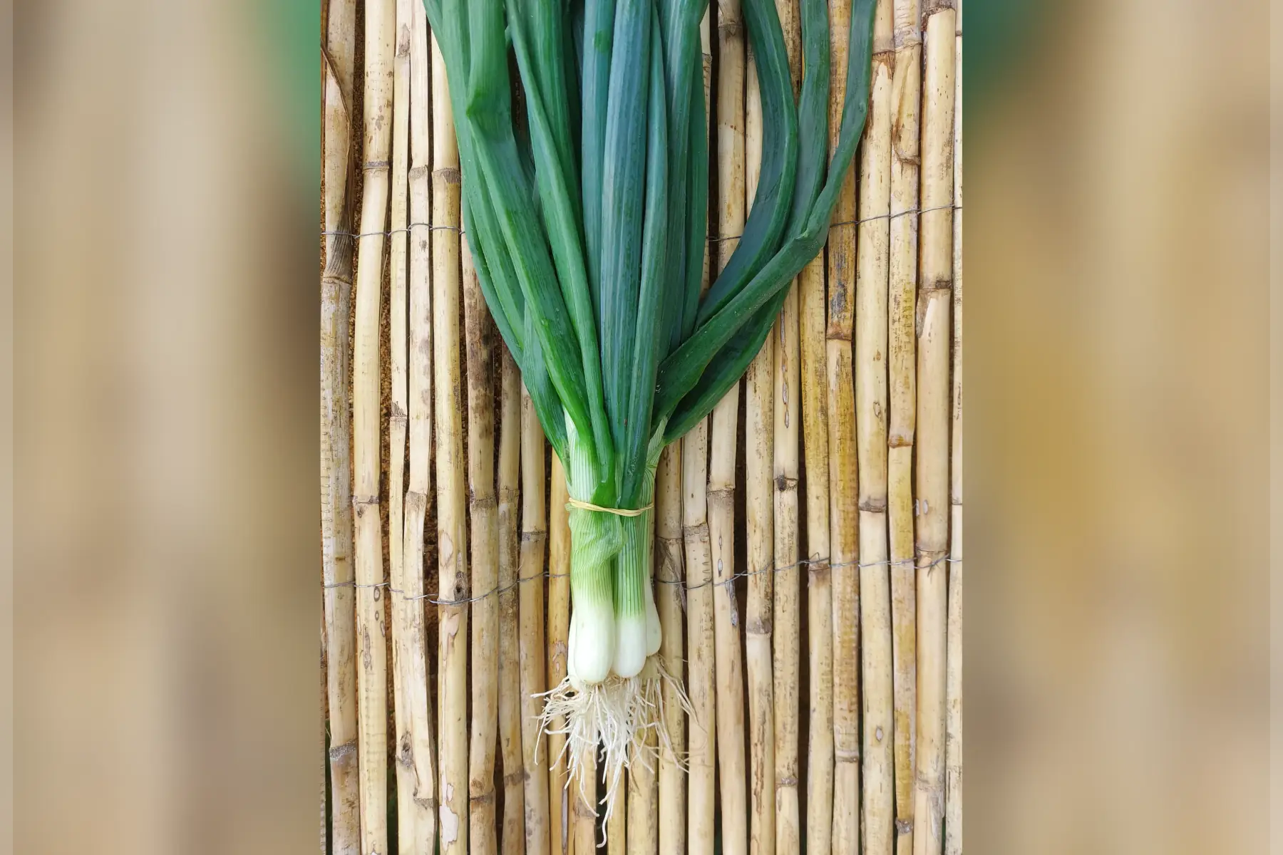 oignons nouveaux