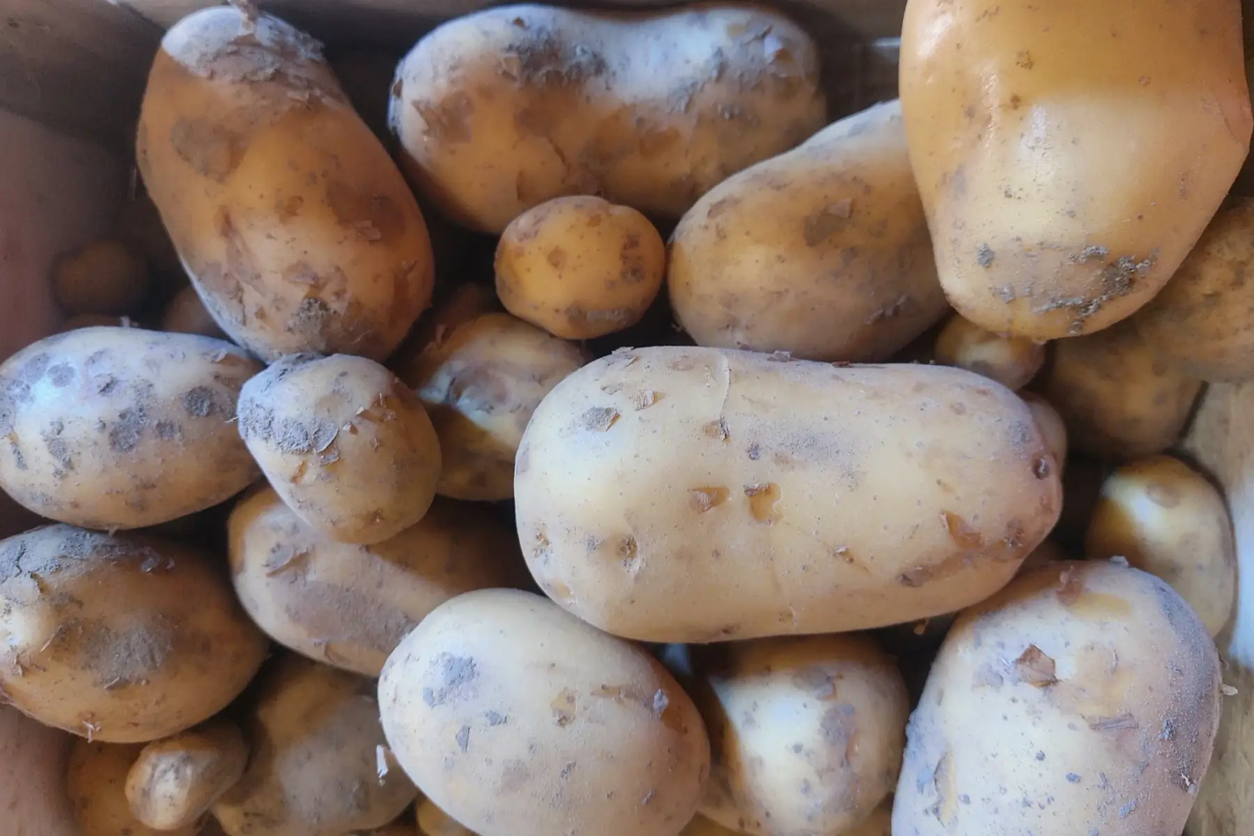 pommes de terre nouvelles