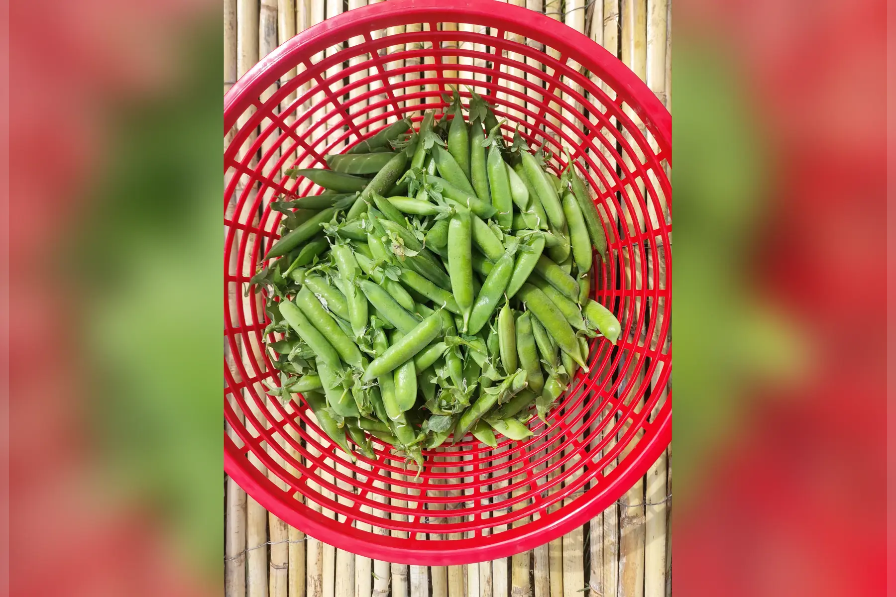 petit pois