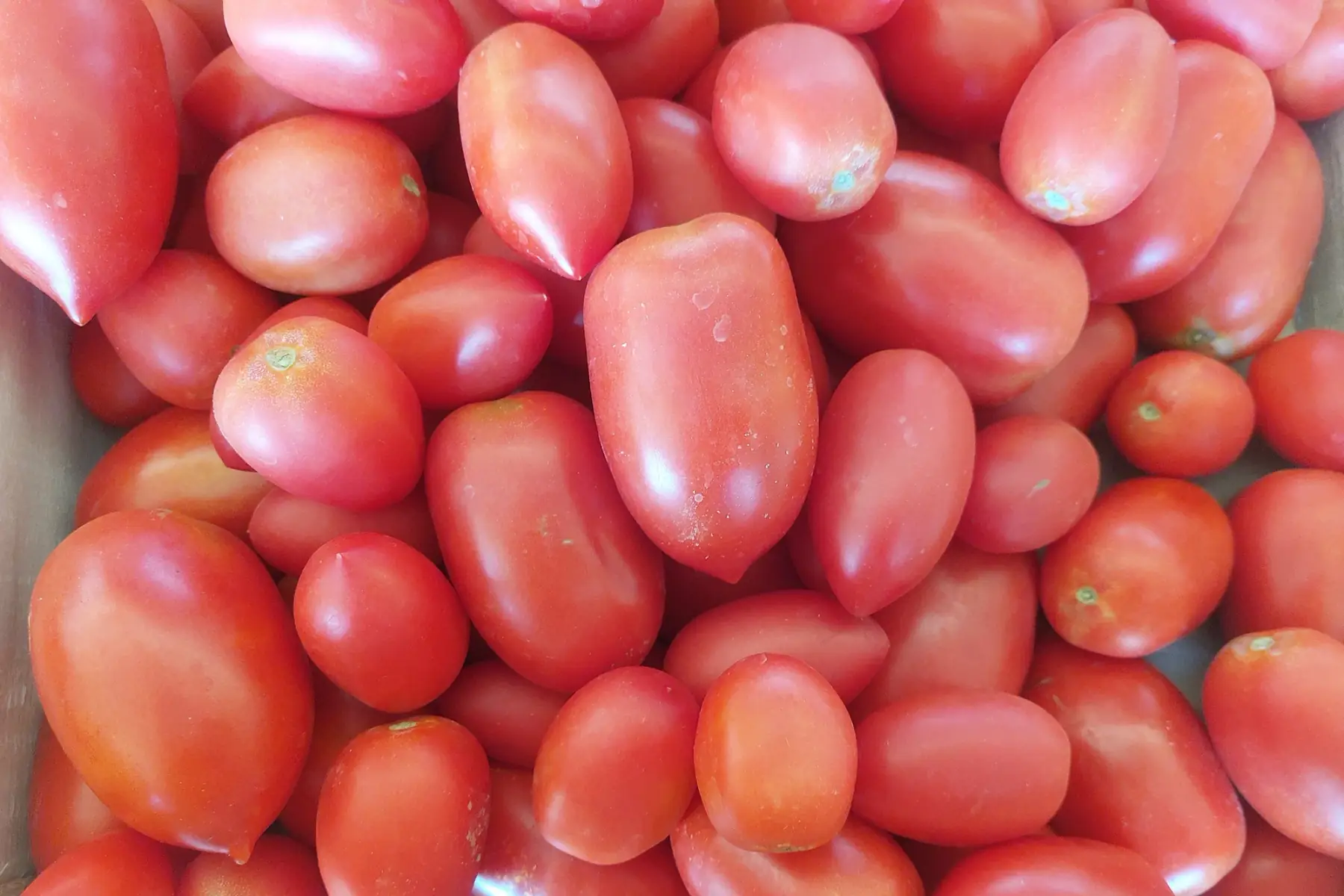 tomates allongées