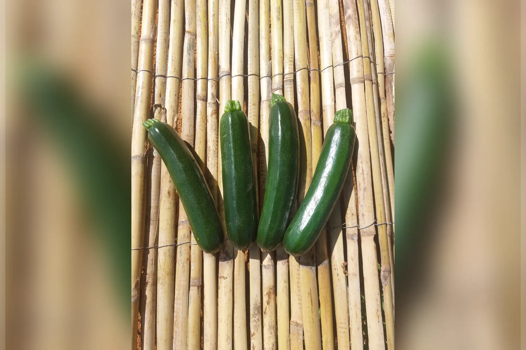 courgette vertes